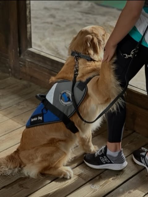 November is Diabetes Awareness Month 💙🐾 — a time to shine a light on the incredible work of Diabetic Alert Dogs! These amazing pups can detect changes in blood sugar levels before they become dangerous, giving their humans extra safety and peace of mind.

📅  Have questions about training a diabetic alert dog? Give us a call!
☎️ 1+ (407)-375-2079
💻https://dogtrainingelite.com