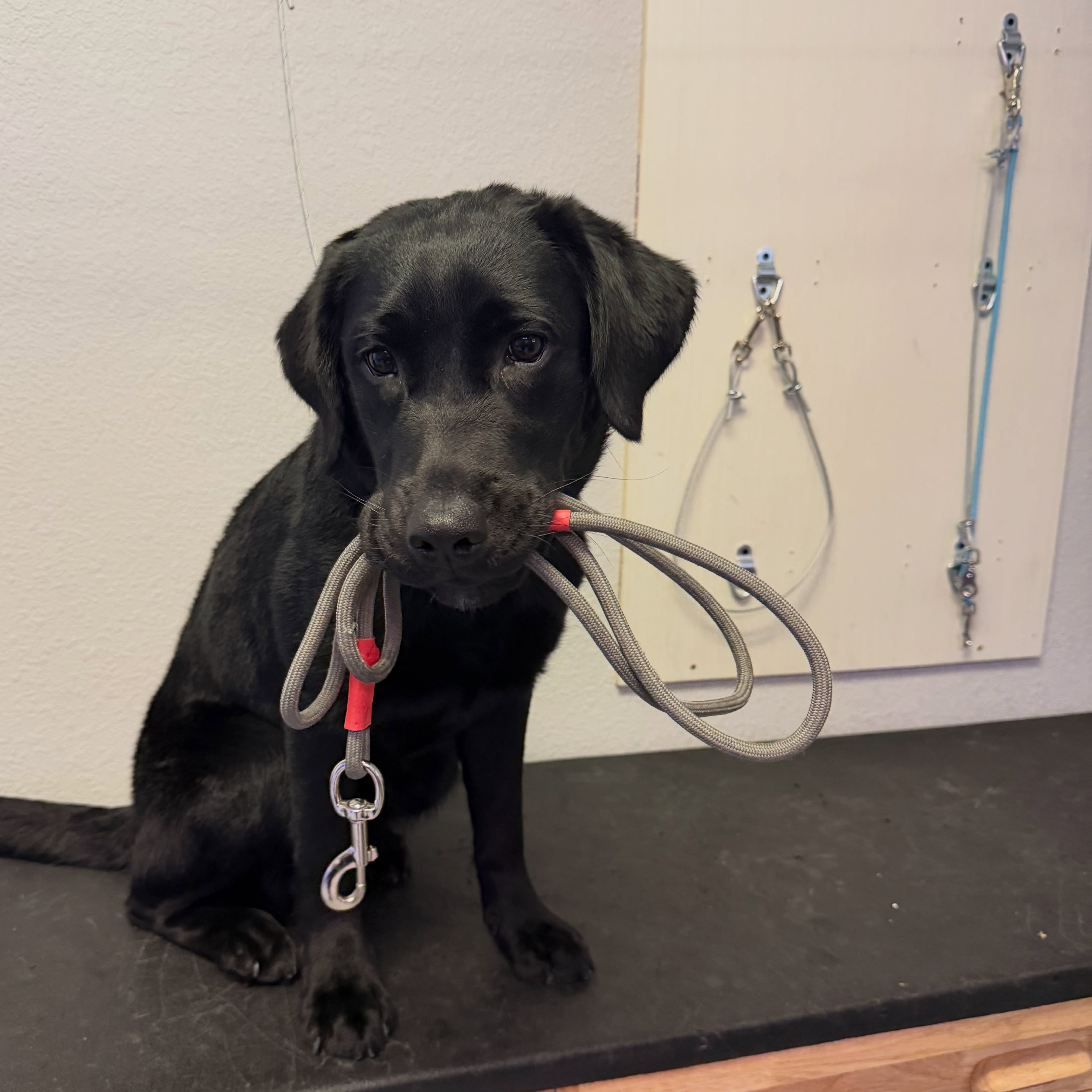 A special update about Dasha 💙

Her handler shared that they experienced a minor seizure last night. Dasha was in another room at the time, so she did not alert before it happened. Once she was brought into the bedroom, she immediately checked on her handler, laid on them without being asked, and stayed calm and attentive.

We&rsquo;re proud of how Dasha responded, and grateful her handler shared this moment with us. Service dog training is built one step at a time, and updates like this mean so much to our team. 🐾


