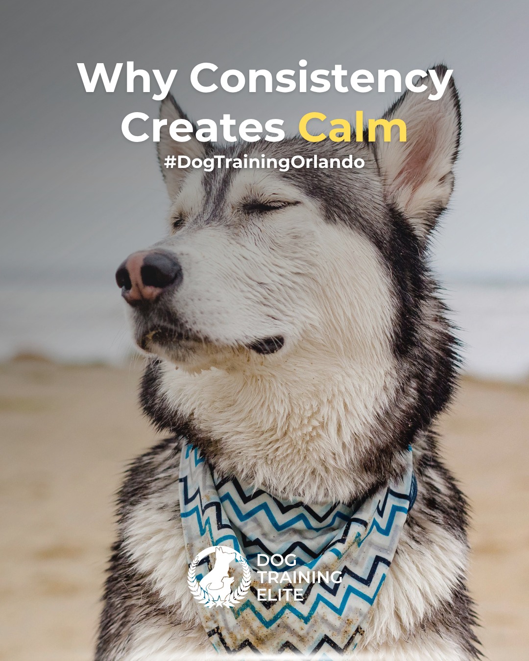 Dogs thrive on structure. When your expectations, commands, and routines stay consistent, your dog feels secure and confident because they have a better understanding of what you want. 

At Dog Training Elite Orlando, we teach owners across Orlando, Kissimmee, and Winter Garden how to communicate clearly and build consistency through our training programs.

 Consistency doesn’t just shape behavior, it builds trust, reliability, and lasting obedience.

🐾💛From basic obedience to advanced service dog training, Dog Training Elite Orlando helps dogs near Walt Disney World Resort build better behavior and stronger bonds this fall. 🐾
 


