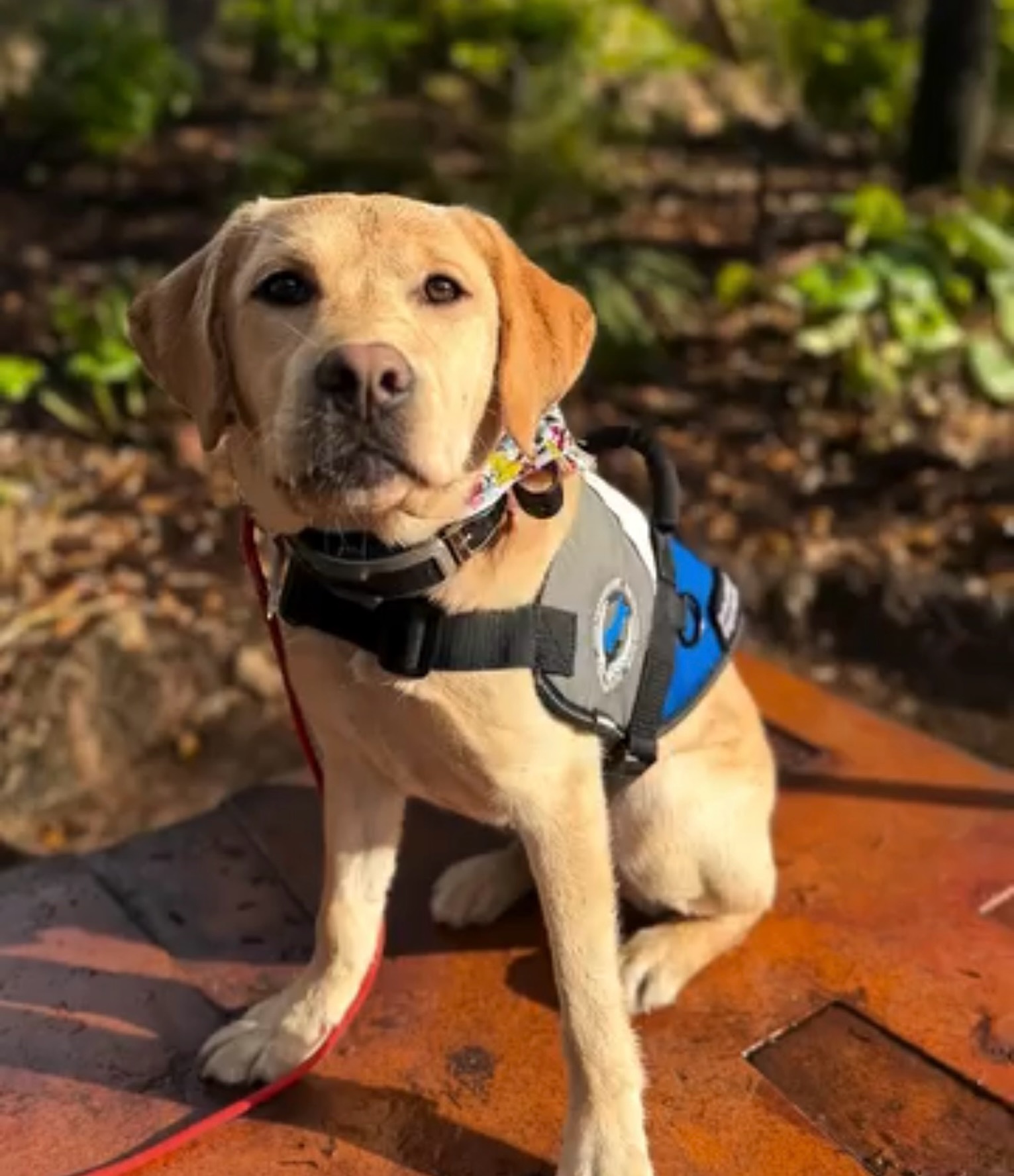 LOU IS AVAILABLE AGAIN

Through no fault of her own, sweet Lou is looking for the right handler to continue her journey with that is a great match! 

Lou would thrive with a more active handler and is currently being finished as a PTSD Service Dog with item-retrieval tasks. She&rsquo;s looking for someone whose lifestyle and needs are the right match for her personality, energy level, and training.

Finding the right match is incredibly important to us, we want both Lou and her future handler to be set up for long-term success. 🐕&zwj;🦺

📍 Orlando, Florida
📱 Text or call 407-375-2079 to schedule a meet & greet and see if Lou could be the right fit for you!

Please share, Lou&rsquo;s perfect person may be on your friends list. ❤️