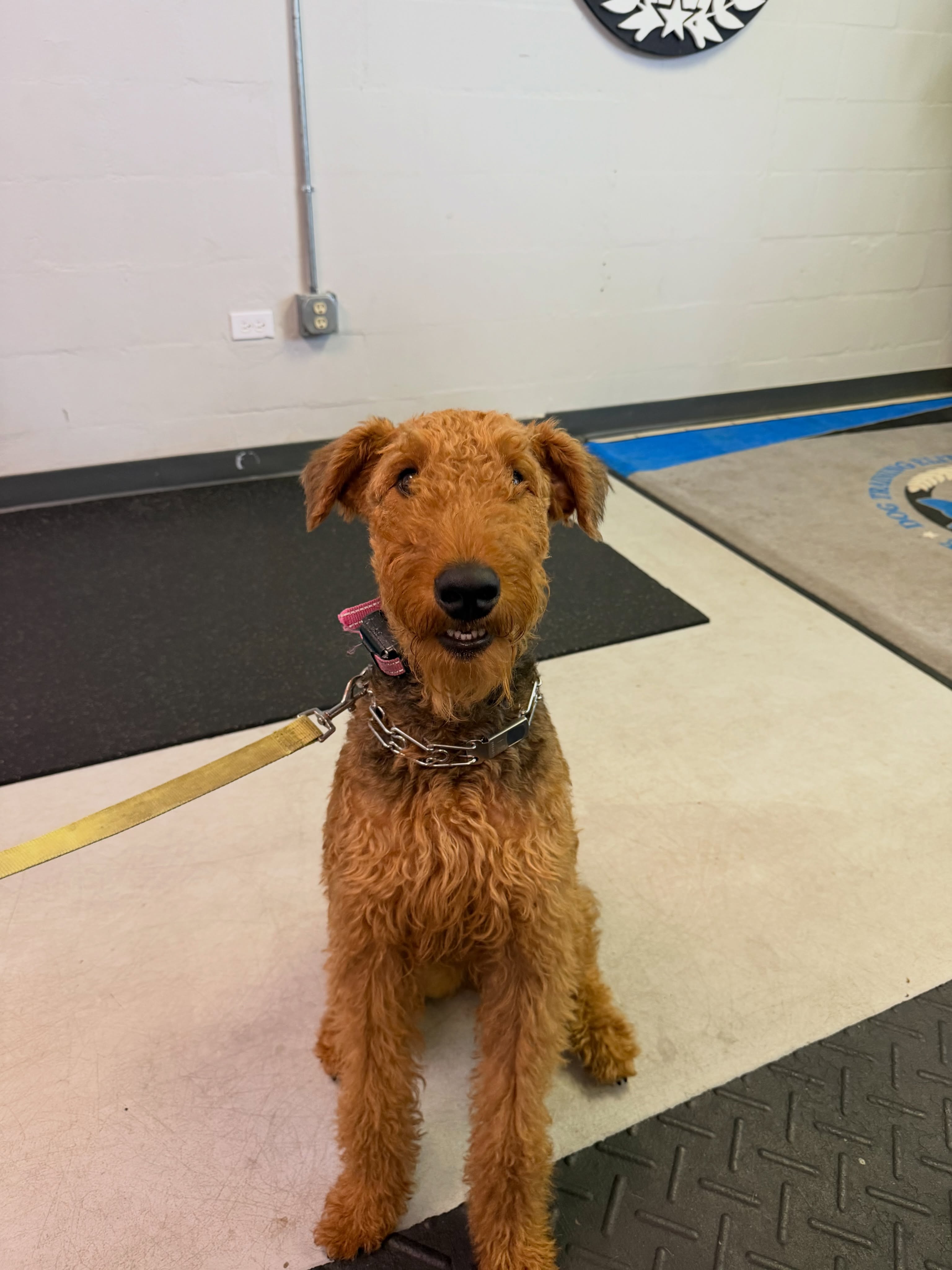 Rare breed alert, we just let them today with their owners and they will be starting camp training on Monday!!
