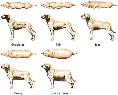 Wednesday health tip! It&rsquo;s essential to keep your dog at a proper weight. Here is a great diagram for visualization 