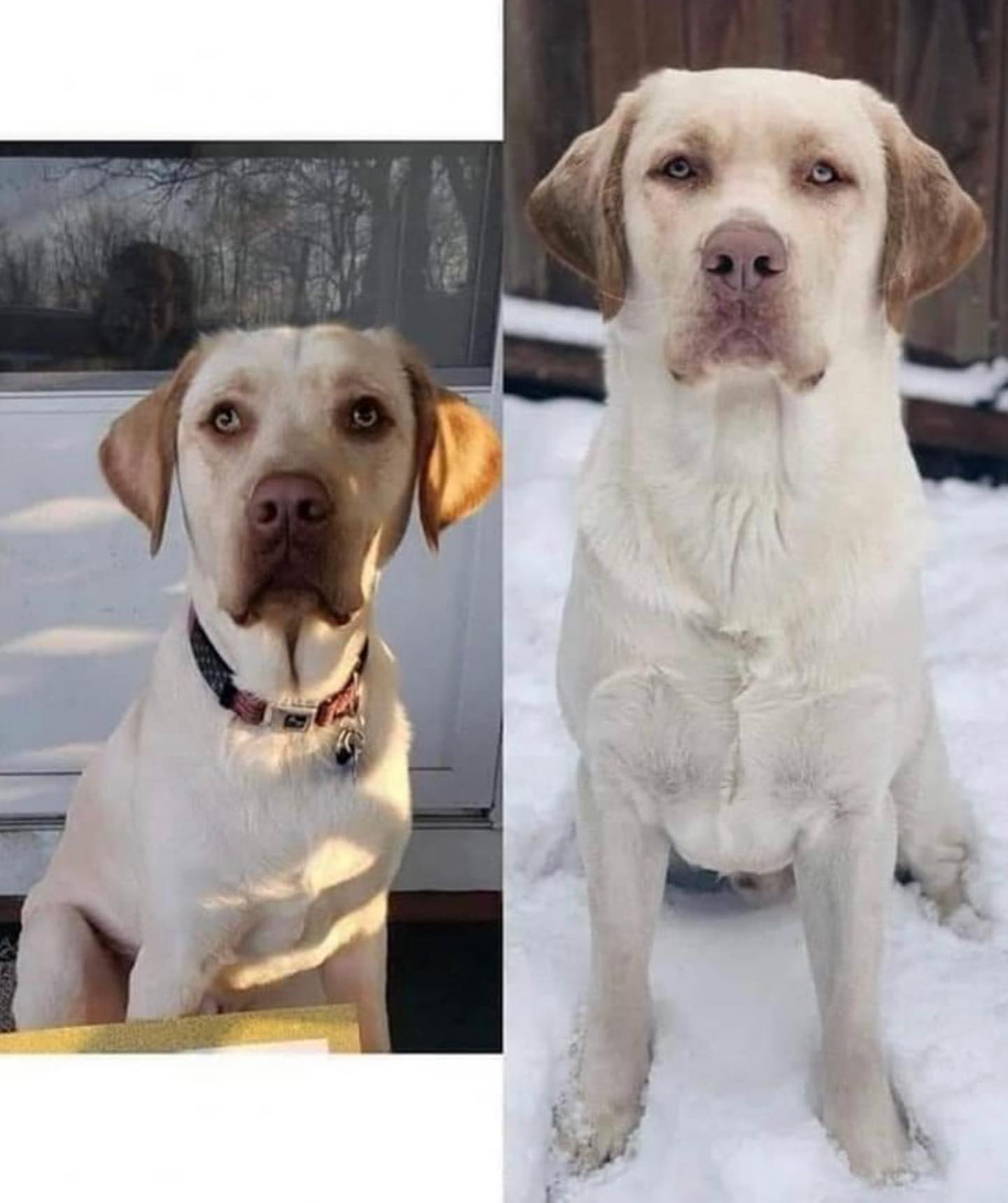 Wednesday health tip! We&rsquo;ve been getting the question, &ldquo;when should I spay or neuter my puppy?&rdquo; A lot recently! We are here to share this image of 2 male litter mates. One was neutered at 4-5 months of age (left) while the other was kept intact (not neutered/right). The difference speaks for itself! This is called pediatric neutering, it&rsquo;s neutering an animal before it has had the chance of developing into adulthood. Adulthood for dogs is considered 2 years of age and it&rsquo;s best to wait minimum of one year, 18 months is good and 2 years is best, UNLESS their is a risk of pregnancy in the home, it&rsquo;s a rescue situation or the dog has an undescended testicle which is an emergency to neuter ASAP due to the longer the testicle stays undescended the higher risk of cancer. Please consult your vet for other medical situations that require early neutering. Neutering in adulthood is recommended for ALL dogs, it prevents certain types of cancers, prevents unwanted pregnancies, wandering and escaping looking for mates which is an instinctual response! Meaning they cannot control it, they just do it if given the chance, unless trained off leash and supervised of course! @emery_ranch