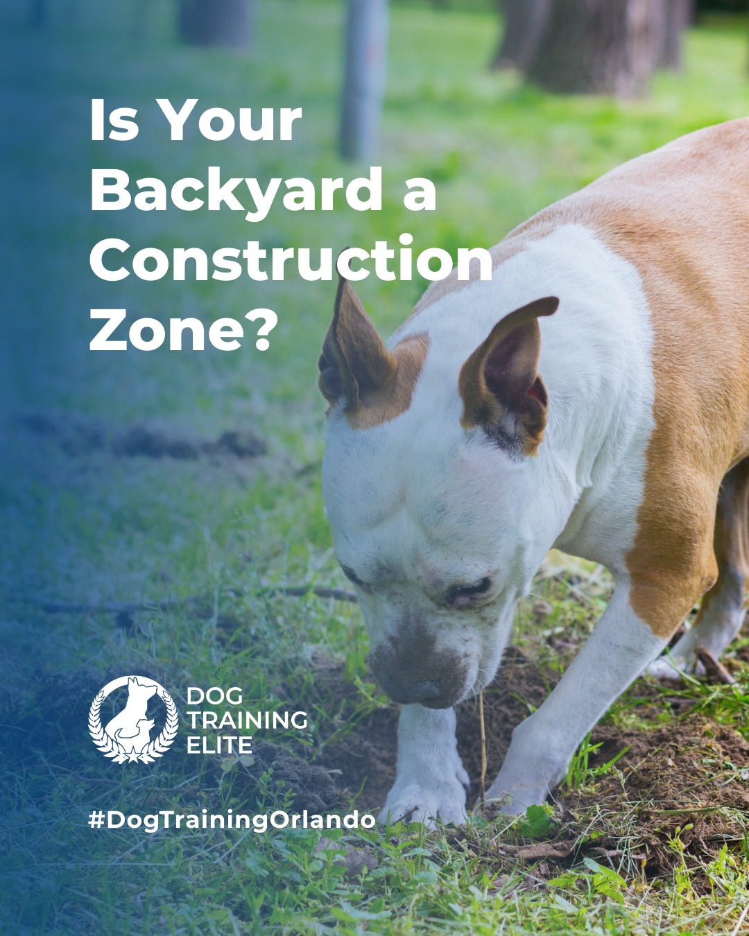 Is your backyard a construction zone?

Digging is more than just dirt, it’s a sign your dog needs structure, stimulation, or sometimes just clearer communication.

At Dog Training Elite Orlando, we help channel that energy into obedience, confidence, and calm behavior. Whether it’s digging, jumping, barking, or pulling, we train dogs and their humans for lasting results.

From in-home training in Lake Nona to group classes near Walt Disney World Resort, we’re here to help your dog put down the shovel and pick up new skills.

🐾 Schedule your free in-home evaluation today and see why families in Orlando, Kissimmee and Winter Garden trust Dog Training Elite for real results.
https://maps.app.goo.gl/NnnGUdcKMMGuM5Da9


 
 