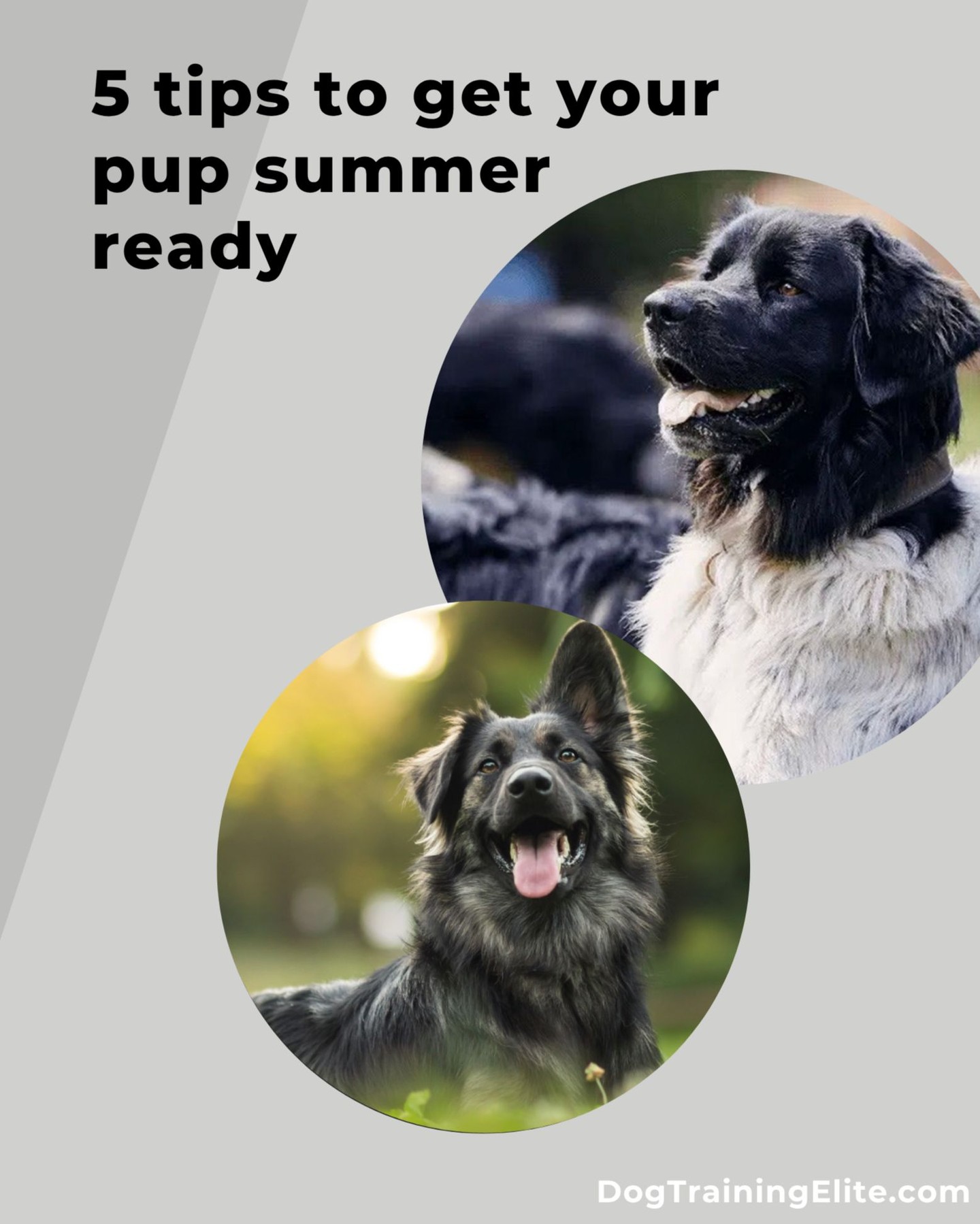 ☀️ Orlando heat is no joke! Make sure your pup is summer-ready with these quick tips:

🐾 Hydrate often – Bring water on walks and offer icy treats.
 🐾 Time your walks – Stick to early mornings or late evenings.
 🐾 Brush, don’t shave – Regular grooming keeps them cool without risking sunburn.
 🐾 Paw protection – Hot pavement burns! Test with your hand first.
 🐾 Play it safe – Shaded breaks, splash pools, and parasite prevention are musts.

Keep your dog safe, cool, and happy all summer long in Central Florida!

