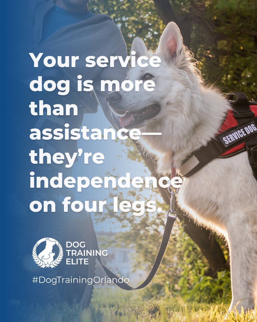 🐾 Your Service Dog = Independence on Four Legs

A service dog isn’t just assistance—they’re a partner who gives you confidence, freedom, and independence every day.

At Dog Training Elite Orlando, we help dogs master tasks, stay focused, and respond reliably in any situation. Our balanced training method ensures your service dog is ready to support you whenever and wherever you need them.

📲From basic obedience and leash manners to advanced service dog training, Dog Training Elite Orlando provides professional in-home dog training that helps dogs near Walt Disney World Resort become their best selves—right in your backyard. 🐾🏡


