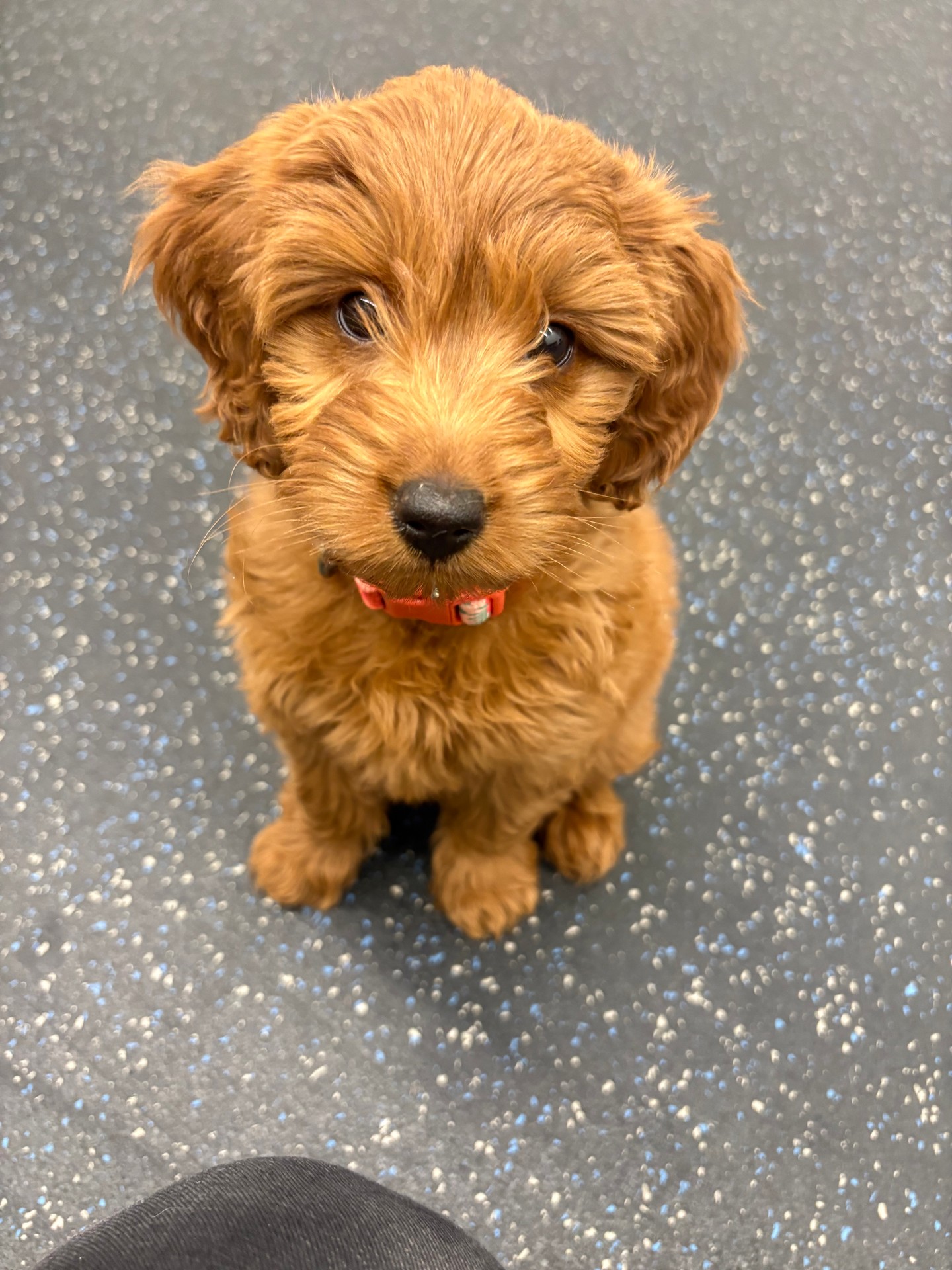 Little Dory is learning her commands in both Spanish and English 🐾✨

Safe to say&hellip; she might be the cutest bilingual Goldendoodle around 😍🐶

We love being able to customize training to fit each client and their lifestyle. When owners ask us to train in different languages, we&rsquo;re always excited to take on the challenge&mdash;for both the dogs and ourselves!

Dory is proving that dogs are incredibly adaptable and capable of learning in ways that work best for their families. 💛

Brains and beauty? She&rsquo;s got both 🐕

