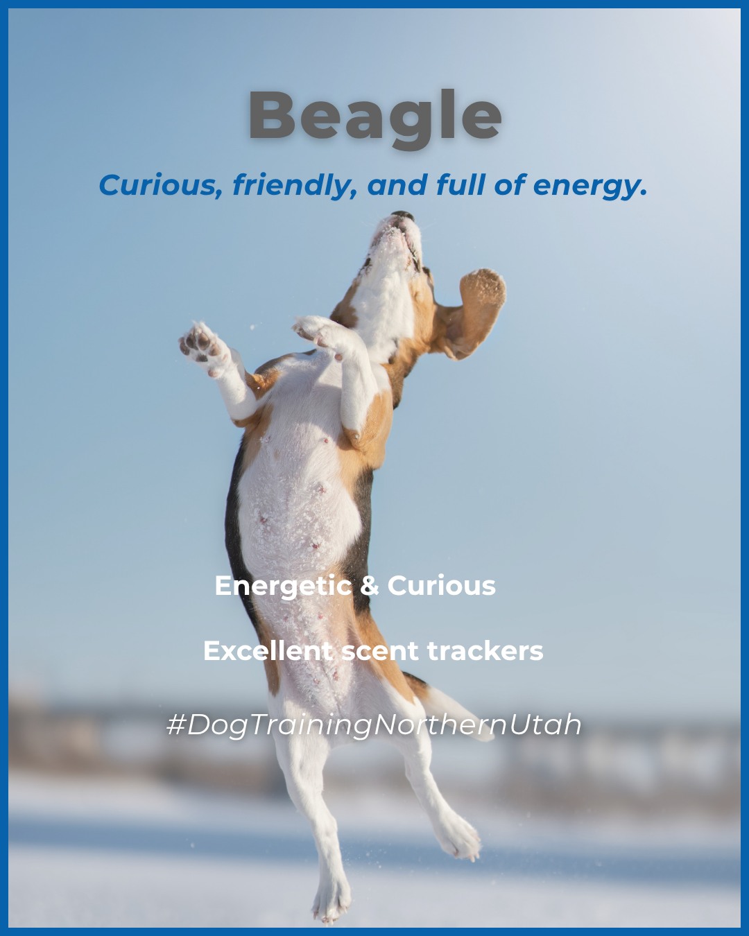 Beagles are friendly, determined, and full of personality. Their strong scent drive makes them amazing search dogs, but it also means they need focus, activity, and structure. Balanced training helps channel that energy into reliability and confidence. 

🐾💛 From basic obedience to advanced service dog training, Dog Training Elite Park City helps dogs near Park City Mountain Resort build better behavior and stronger bonds this fall. 🐾 
📍 https://maps.app.goo.gl/xL9ReWGfV8sPah9e9 


