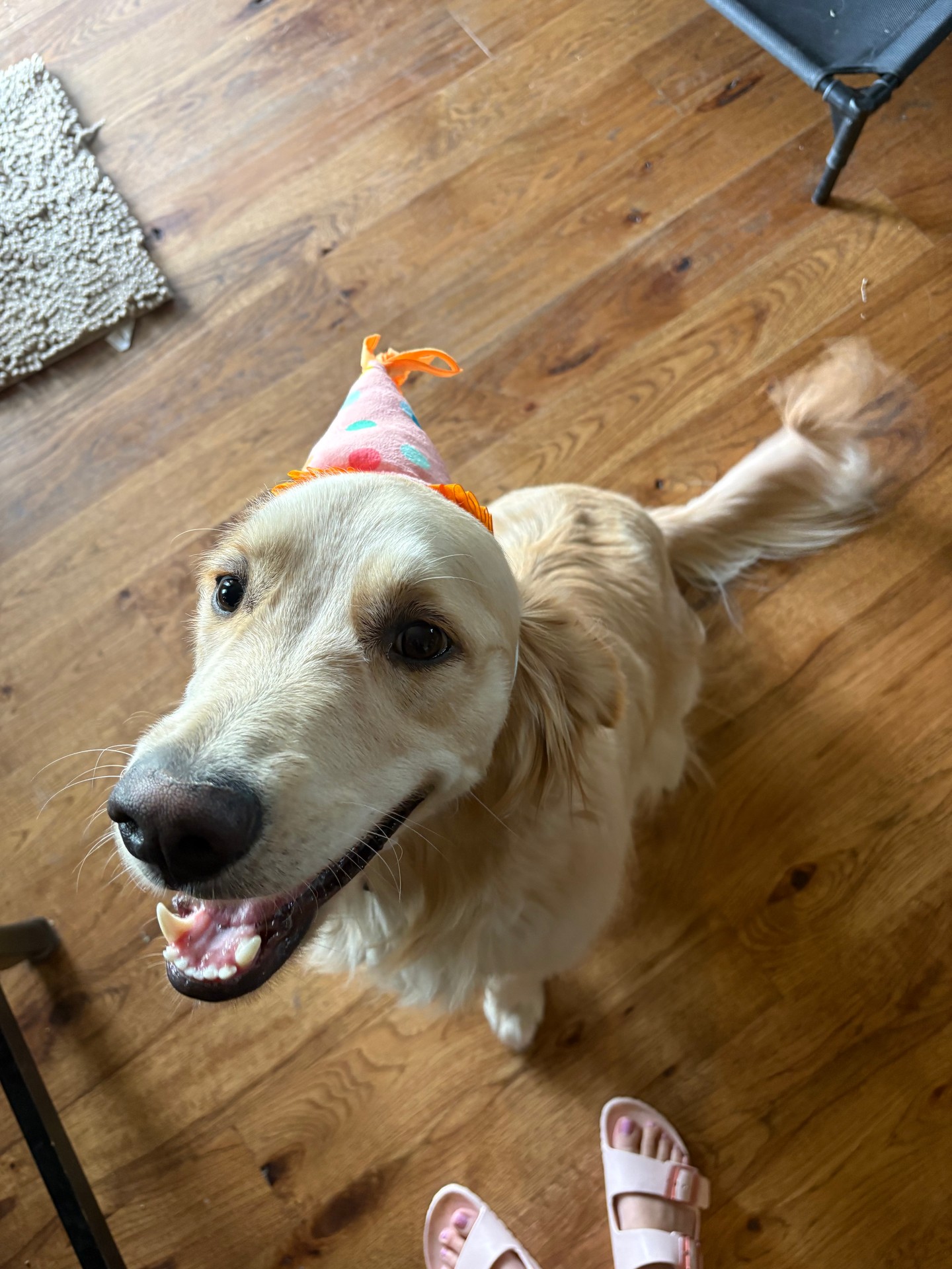 Happy 1st Birthday to Koa! 🎉🐾

We&rsquo;ve known Koa since he was just a small pup, and it&rsquo;s been such a rewarding journey getting to watch him grow&mdash;both physically and in his training. 🐕💪

From those early puppy days to the dog he is now, Koa has made incredible progress, and we&rsquo;ve truly loved being part of it.

There&rsquo;s nothing better than seeing the dogs we train grow up right in front of us. 💛🐾

Happy Birthday, Koa! 🎂🐶
