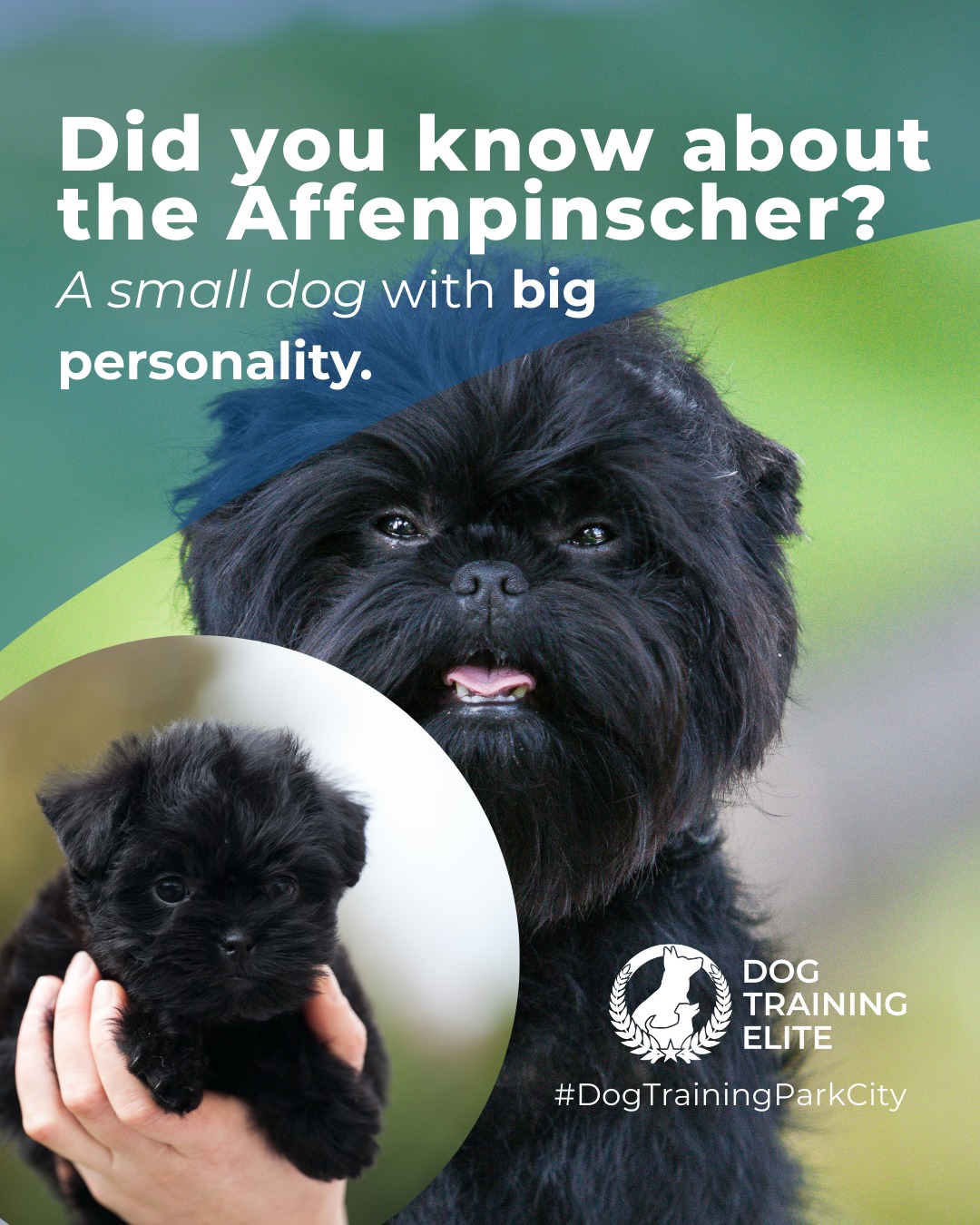 Affenpinschers are fearless little explorers with a strong prey drive. Early socialization and structured training help channel their energy into positive behaviors. Mental games and interactive play keep them engaged and confident.

🐾 From basic obedience to advanced service dog training, Dog Training Elite Park City helps dogs near Heber City build better behavior and stronger bonds this season. 🐾
 📍 https://maps.app.goo.gl/xL9ReWGfV8sPah9e9


