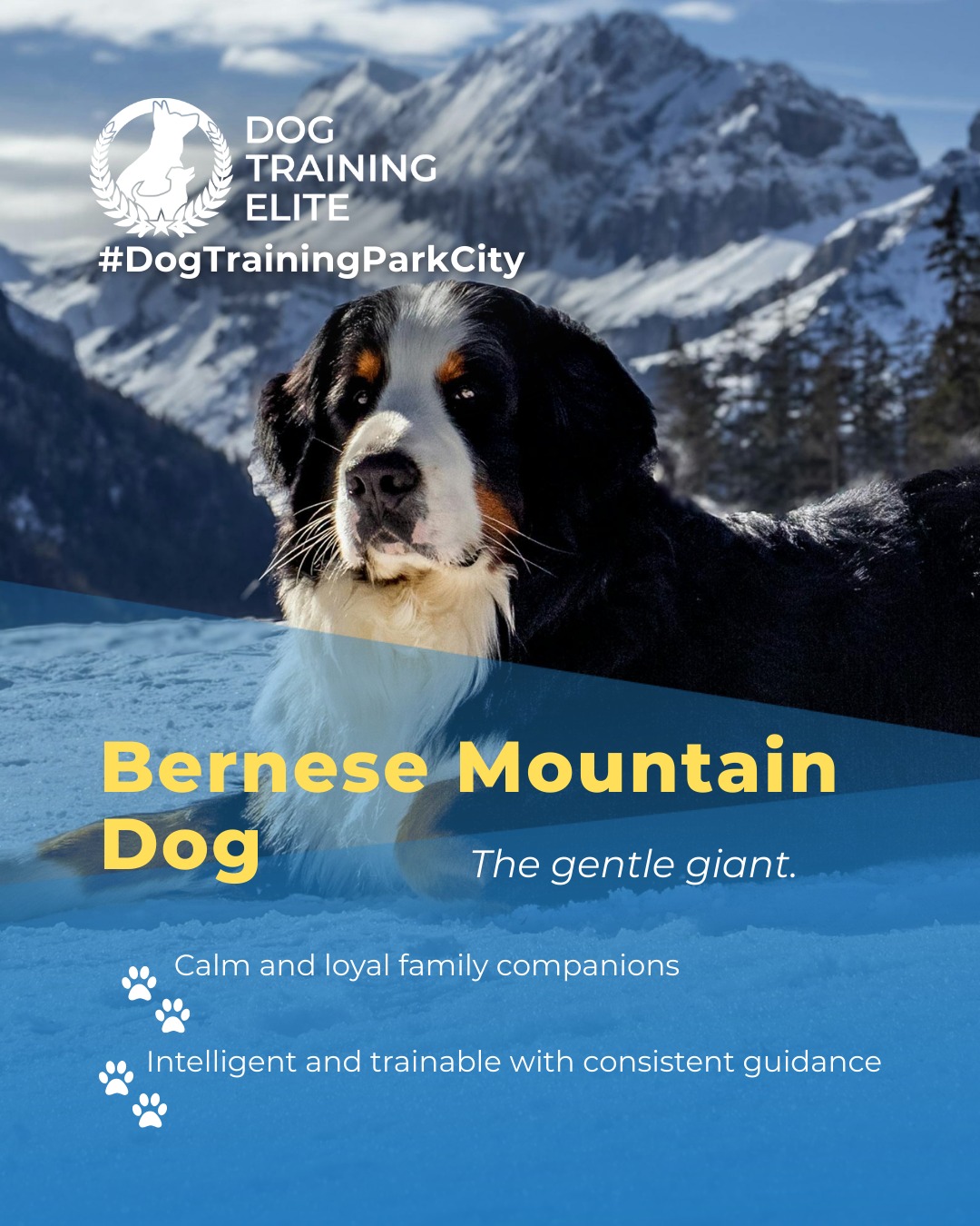 Bernese Mountain Dogs are calm, affectionate, and intelligent. With balanced training, their natural gentleness and loyalty are channeled into focus, obedience, and confidence, making them ideal family companions or therapy dogs.

🎯 Warm up your winter with a well-trained pup. Schedule your free in-home evaluation and see why families in Park City, Heber City, and surrounding areas trust Dog Training Elite for results that last through every season.
 📍 https://maps.app.goo.gl/xL9ReWGfV8sPah9e9


