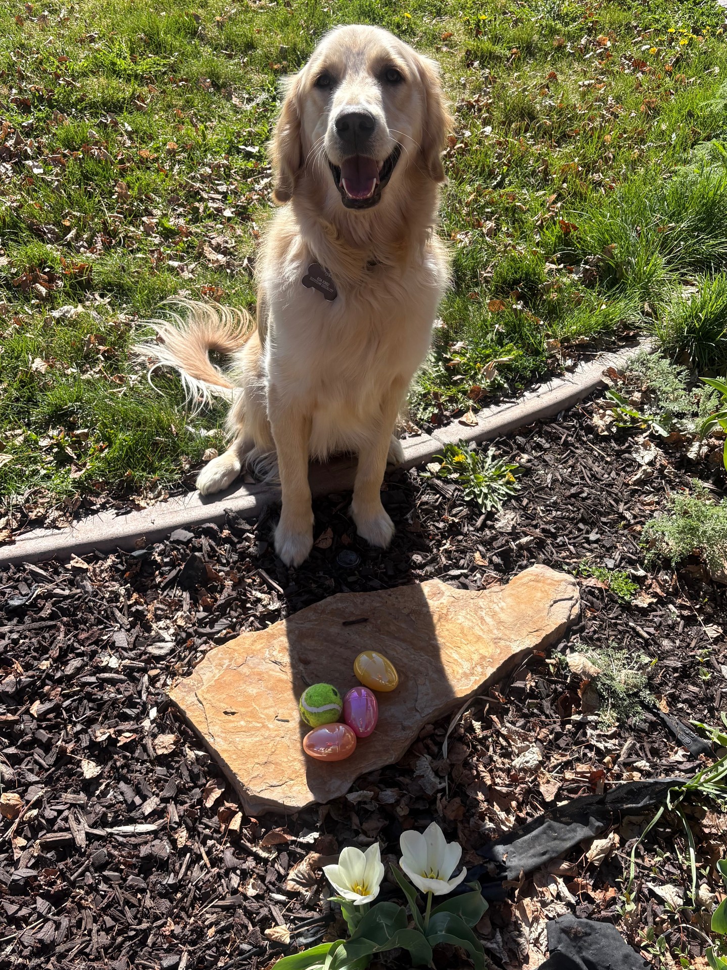 We hope everyone had an amazing Easter with their families and pups! 🐣🐾

Springtime is here, which means more sunshine, more adventures, and of course&hellip; puppy season! 🌸☀️ There&rsquo;s no better time to get your pup out and exploring the world around them.

Our trainers love taking sessions outdoors, creating real-life training experiences in real-world environments. From parks to neighborhoods, we focus on building confidence, obedience, and reliability where it truly matters.

Ready to get your pup adventure-ready this season? Let&rsquo;s make it happen! 🐕✨
