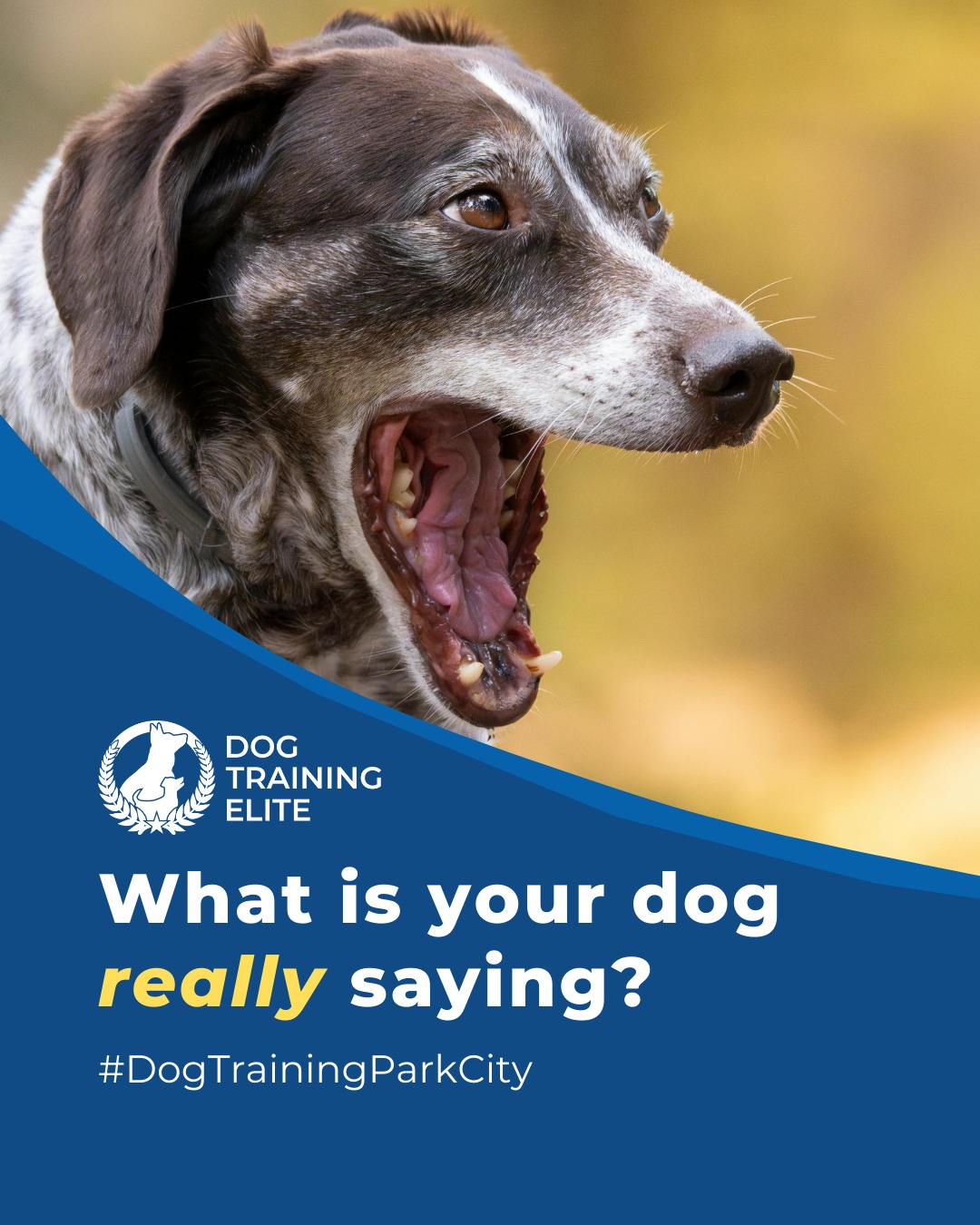 Dogs communicate constantly through posture, tail position, and facial expressions. Recognizing subtle signals like lip licking, yawning, or stiffening can prevent unwanted behaviors and strengthen your bond.

Professional trainers recommend observing your dog in different settings; home, park, and around strangers, to understand their comfort zones.

Consistent guidance helps dogs respond calmly and confidently.

🐾 Warm up your winter with a well-trained pup. Schedule your free in-home evaluation and see why families in Park City, Heber City, and surrounding areas trust Dog Training Elite for results that last through every season.
 📍 https://maps.app.goo.gl/xL9ReWGfV8sPah9e9



