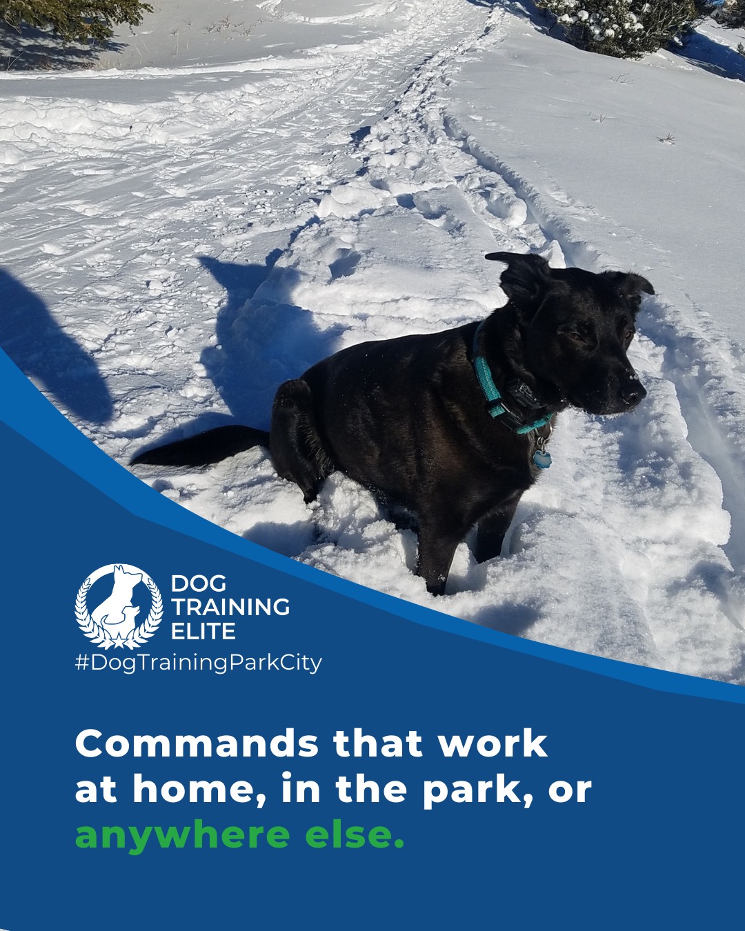 Dogs often perform well at home but fail in new environments. This is called &lsquo;context-specific learning.&rsquo; To prevent it, gradually introduce distractions, such as different rooms, outdoor areas, or other people and dogs. Reward consistency everywhere, not just at home.

🐾 Start small and increase distractions gradually
 🐾 Reward your dog for performing commands in new environments
 🐾 Practice regularly in different locations to build reliability and confidence

Dogs that are proofed across environments are more reliable, confident, and stress-free.

🎯 From basic obedience to advanced service dog training, Dog Training Elite Park City helps dogs near Park City and Heber City build better behavior and stronger bonds this season. 🐾
 📍 https://maps.app.goo.gl/xL9ReWGfV8sPah9e9



