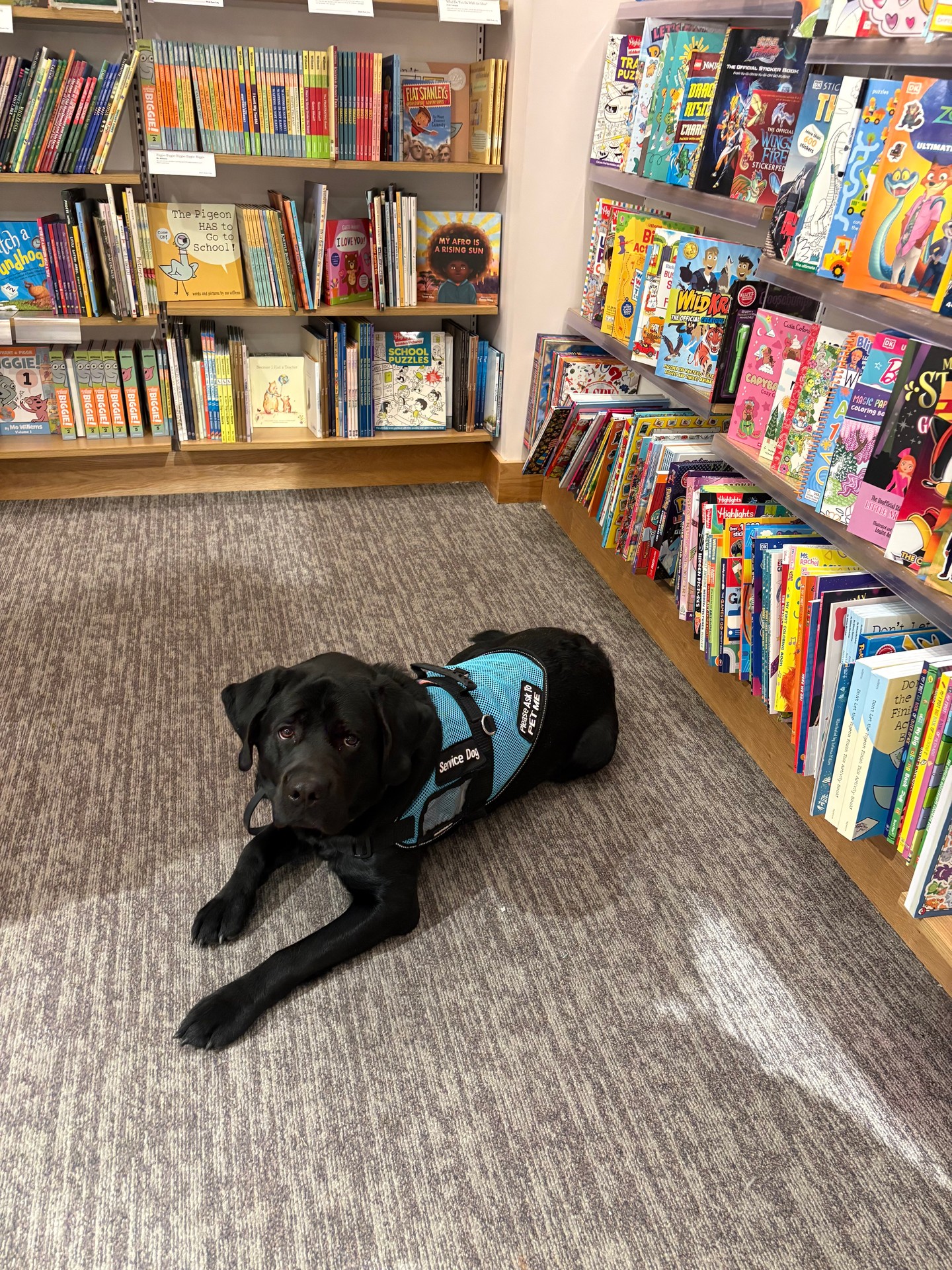 Raider loves nothing more than a trip to Barnes & Noble 📚🐾

From calmly walking through the store to enjoying all the pets and attention along the way, he handles it like a pro. 💛🐕

Outings like this are a great way for service dogs to practice staying focused and well-mannered in real-world environments.

Service dogs make a difference every single day&mdash;helping their owners navigate life with more confidence and independence. 🐾✨

And Raider? He makes it look pretty enjoyable too 😄


