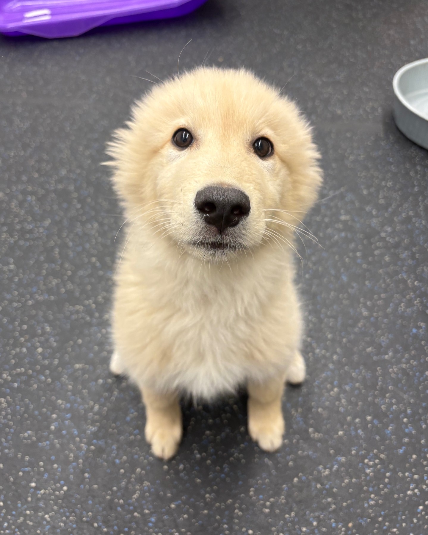 🐶 Welcoming a new puppy in Park City? Give your pup the best start with tailored in-home training designed for lasting success! Our expert trainers work one-on-one with you and your adorable companion, teaching essential boundaries, social skills, and positive habits for a well-mannered, confident dog. 🏡🐾 Experience fewer frustrations and a smoother transition as your puppy learns to thrive at home and around town.
