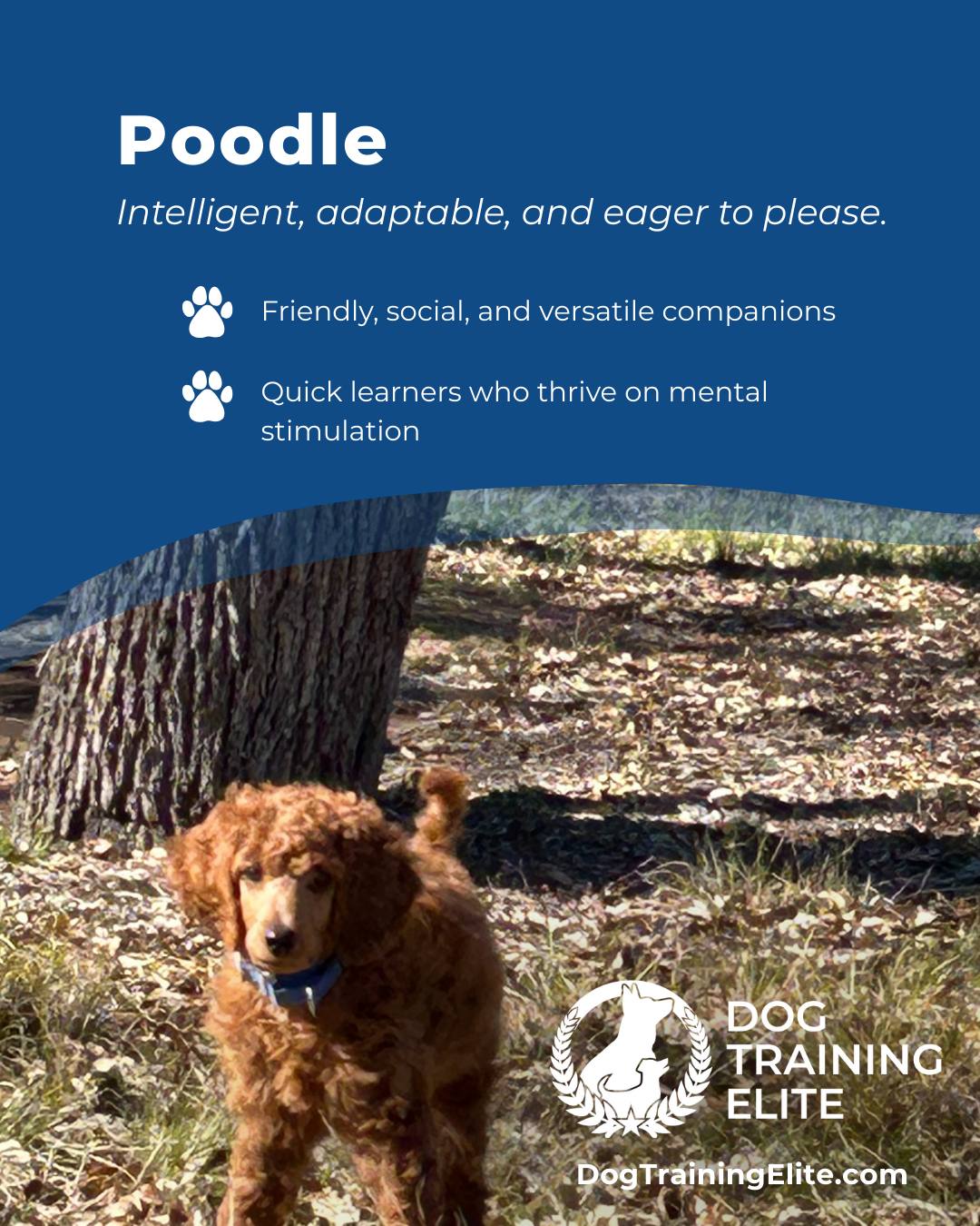 Poodles aren’t just stylish, they’re brilliant problem solvers and highly trainable. Their intelligence and eagerness to engage make them ideal candidates for obedience training, service work, and active family life. With balanced guidance, they develop focus, confidence, and a strong bond with their handler.

🎁 Ready to unwrap the gift of a well-behaved dog? Schedule your free in-home evaluation and discover why Park City, Deer Valley and Heber City families rely on Dog Training Elite, through the holidays and beyond.
 📍 https://maps.app.goo.gl/xL9ReWGfV8sPah9e9




