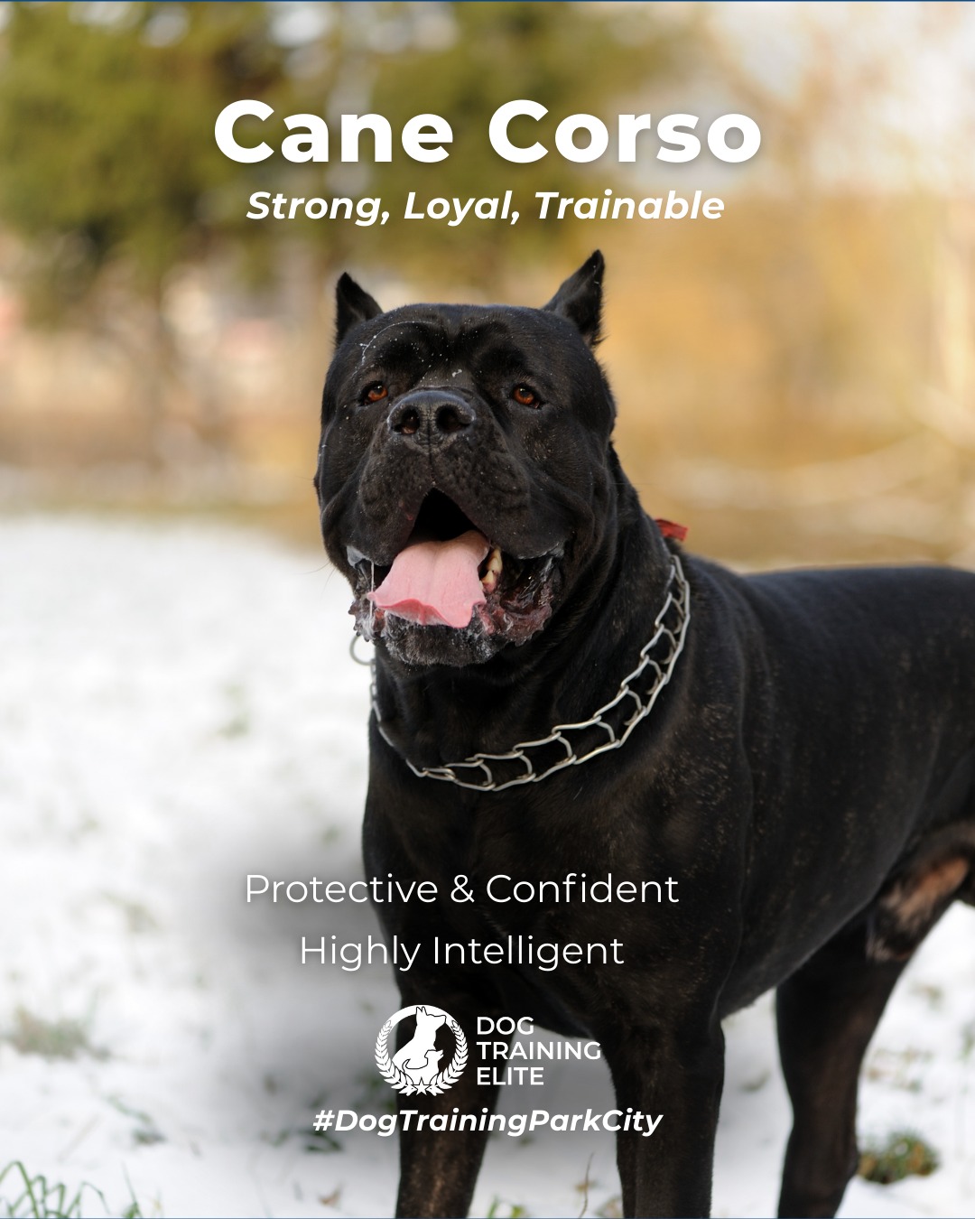 Cane Corsos are strong, intelligent, and naturally protective dogs. They excel in obedience, personal protection, and service work when guided with consistent training and socialization from an early age.

Training Tip: Start early with structured obedience and exposure to different environments. Positive leadership and clear boundaries are essential to channel their natural drive safely.

From basic obedience to advanced service dog training, Dog Training Elite Park City helps dogs near Park City build better behavior and stronger bonds this season. 🐾
 📍 https://maps.app.goo.gl/xL9ReWGfV8sPah9e9



