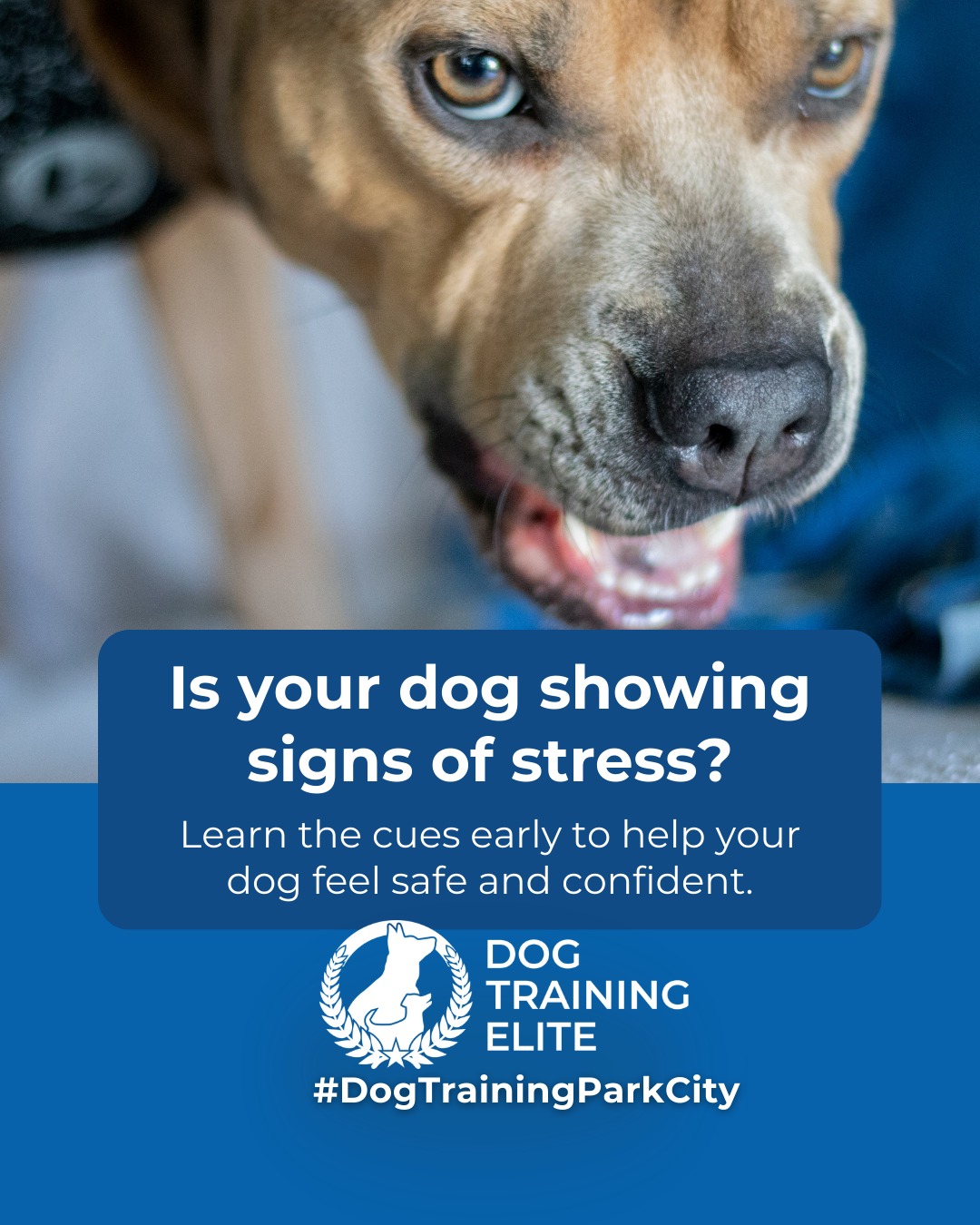 Dogs show anxiety in many ways, from pacing and whining to avoiding interactions or reacting aggressively. Recognizing these behaviors early allows you to guide your dog toward calm, confident responses.

Structured training, consistent routines, and mental stimulation are key:
 🐾 Short, controlled exposure to triggers helps dogs remain calm
 🧩 Engaging toys and puzzle games keep their minds active
 📅 Predictable daily routines reduce uncertainty and stress

Rewarding focused and relaxed behavior strengthens trust and communication between you and your dog. Managing anxiety not only improves behavior but also enhances your dog&rsquo;s overall confidence and well-being.

 ➡️ Make better behavior your first win of the year. Book your free in-home evaluation and see why Park City and Heber City dog owners choose Dog Training Elite for real, lasting results.
📍 https://maps.app.goo.gl/xL9ReWGfV8sPah9e9


