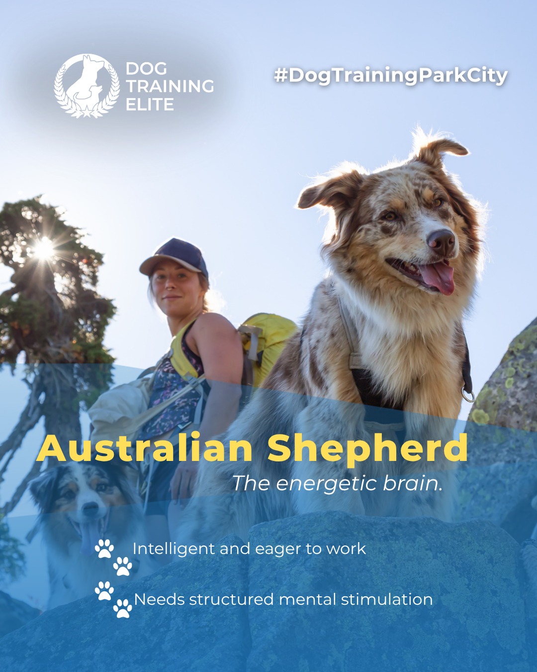 Your Aussie’s brain runs faster than their paws.⚡🐾 Give them a challenge they’ll love! 

Australian Shepherds are intelligent and driven. Advanced obedience training helps them focus their energy and stay reliable companions for both service and family roles. 

Short, structured sessions and mental challenges are key to keeping them happy and confident.

📅 From basic obedience to advanced service dog training, Dog Training Elite Park City helps dogs near Park City Mountain Resort build better behavior and stronger bonds this fall. 🐾
 📍 https://maps.app.goo.gl/xL9ReWGfV8sPah9e9


