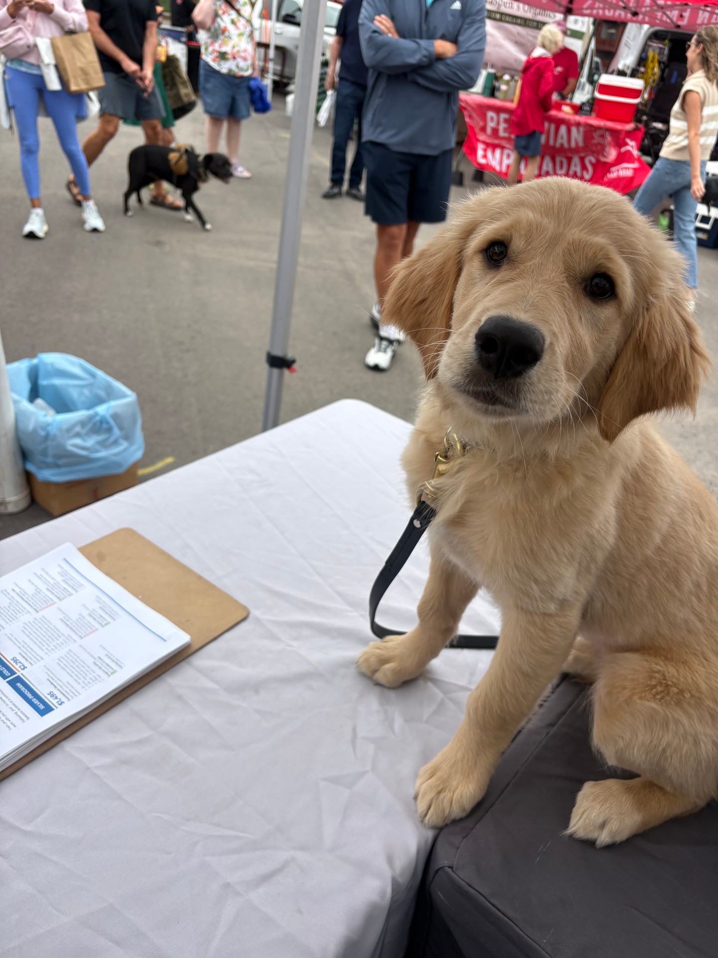 Meet Noodle! 🐾💛 This sweet Golden Retriever puppy is working hard on her puppy training skills as she begins her journey toward becoming a service dog. 🐕✨
One of the important skills she&rsquo;s practicing is learning how to greet people calmly and enjoy being petted without jumping. Every interaction is a chance for Noodle to practice good manners and build confidence!
If you see Noodle at the Farmers Market in Park City, come say hello and help us work with her! 🥰🐾 A calm greeting and a little patience can help her build the skills she&rsquo;ll need for her future.
We&rsquo;re so excited to watch this sweet girl grow! 💛🐶
