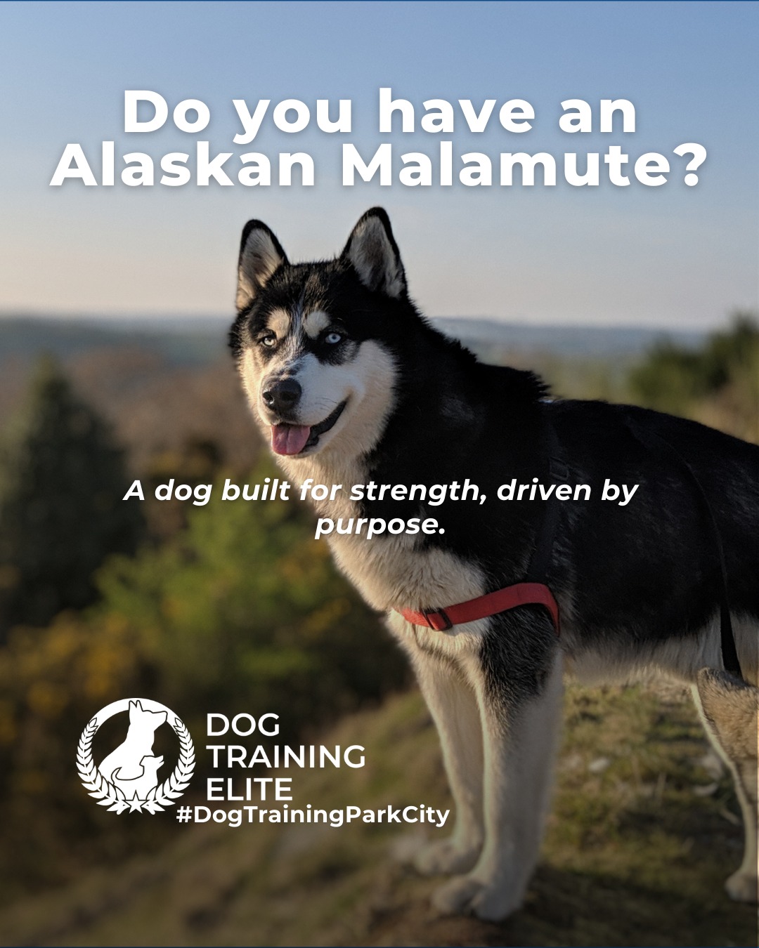 Big energy and even bigger purpose. Alaskan Malamutes were bred for hard work, long distances, and teamwork in extreme conditions. That history shows up today in their strong working drive and need for structure.

This breed thrives with clear expectations, consistent training, and outlets that challenge both body and mind. Without guidance, their independence can turn into stubbornness. With the right structure, Malamutes become focused, confident companions who enjoy having a job.

Training that channels their natural drive helps build reliability, calm behavior, and a stronger bond at home and in public.

Make better behavior your first win of the year. Book your free in-home evaluation and see why Park City and Heber City dog owners choose Dog Training Elite for real, lasting results.
 📍 https://maps.app.goo.gl/xL9ReWGfV8sPah9e9


