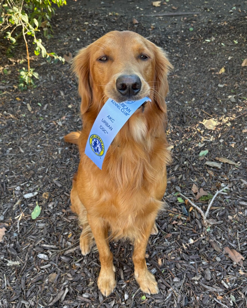 🦆🎉 DUCKY DID IT! 🎉🐾

Big congratulations to Ducky for passing his AKC Canine Good Citizen Urban (CGCU) test!🏆👏

🌆🐕 The city is full of distractions, surprises, and challenges, but Ducky showed off his training, confidence, and ability to stay focused in an urban environment!

From navigating busy surroundings to showing off his manners in real-world situations, Ducky proved that he&rsquo;s ready to take on the world one paw at a time. 🐾💪

We&rsquo;re so proud of Ducky and all the hard work that went into reaching this milestone! ❤️

Way to go, Ducky! The city is yours! 🏙️🐶🎓

