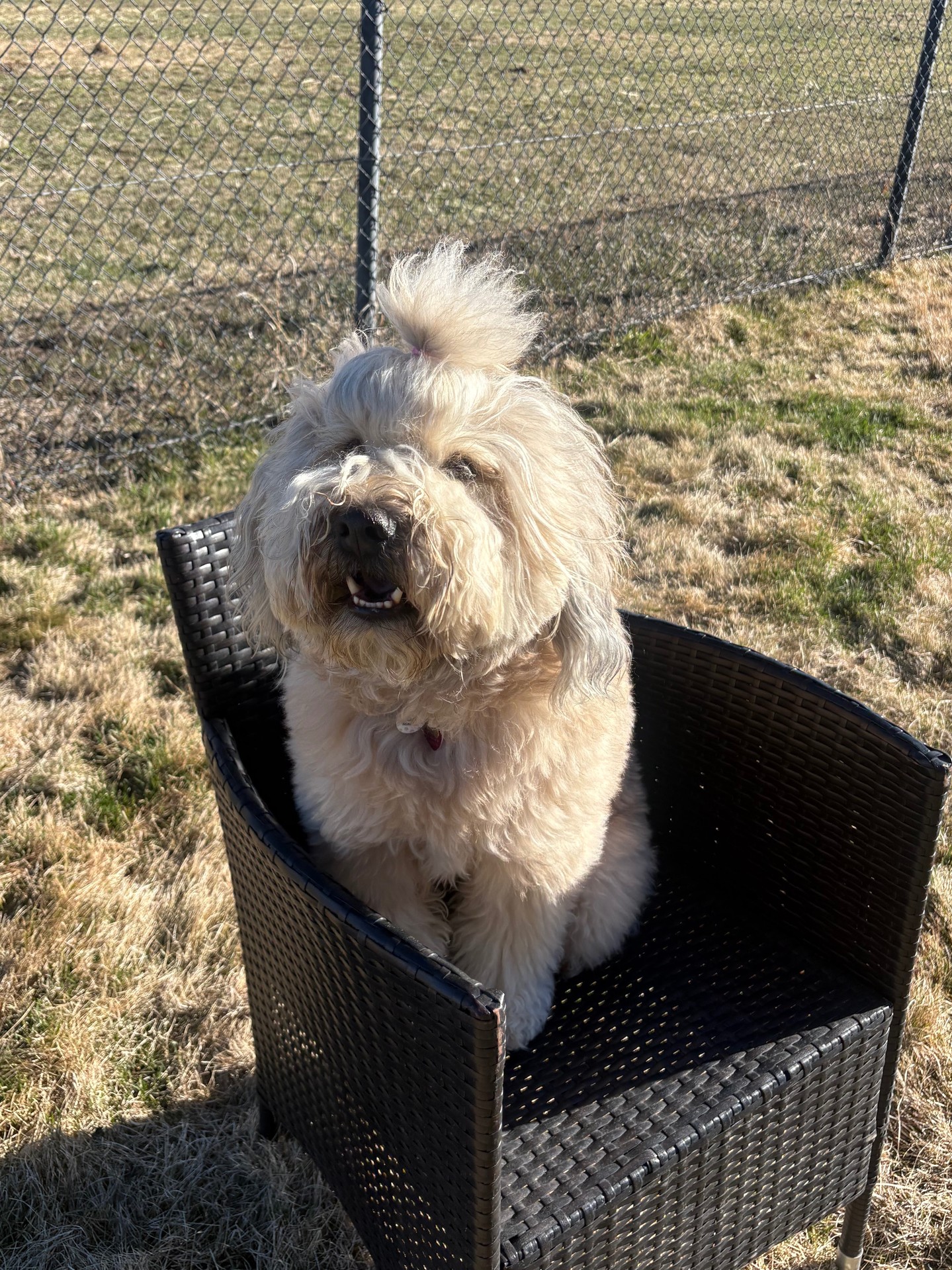 Franklin is practicing his place in the sunshine&mdash;with that fluffy ponytail catching the light ☀️🐾✨

&ldquo;Place&rdquo; is one of our favorite commands because it can be used anywhere&mdash;inside or outside 🏡🌲

When your dog understands place, it gives you confidence knowing they can stay put and relax on command, no matter the environment.

And as you can see&hellip; Franklin is making it look pretty good 😎🐕

