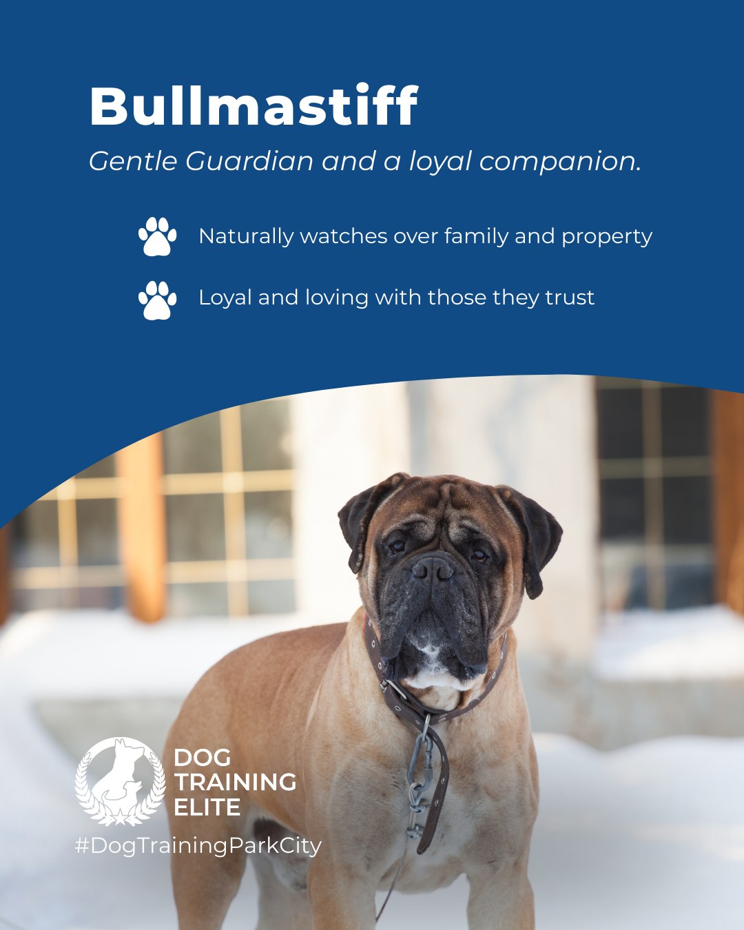 Bullmastiffs are powerful, confident dogs with a strong protection drive and a calm, affectionate side. They are naturally alert and make excellent family guardians when trained consistently. Early socialization and structured training help them channel their strength safely and reliably.

Fun Fact: Bullmastiffs were originally bred to guard estates and stop poachers without harming them. Their quiet, watchful nature makes them unique among guardian breeds.

🎯 From basic obedience to advanced service dog training, Dog Training Elite Park City helps dogs near Park City build better behavior and stronger bonds this season. 🐾
 📍 https://maps.app.goo.gl/xL9ReWGfV8sPah9e9


