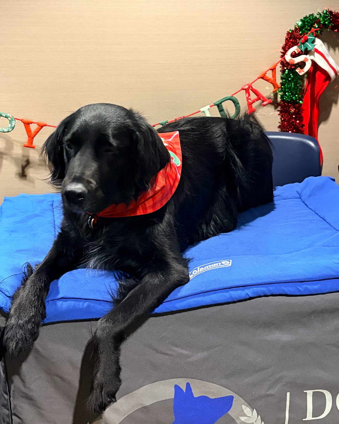 🎁✨ &lsquo;Tis the season for shopping & snuggles! Join us at the Park City Holiday Bazaar at the DoubleTree Hotel&mdash;Friday &lsquo;til 9pm, Saturday & Sunday 10am-5pm. Find the perfect holiday gifts and meet our furry friend Gryff for some extra cheer! 🛍️🐾 

https://parksillysundaymarket.com/apply/winter-bazaar/

Don&rsquo;t miss out on festive fun and heartwarming moments&mdash;see you there! 