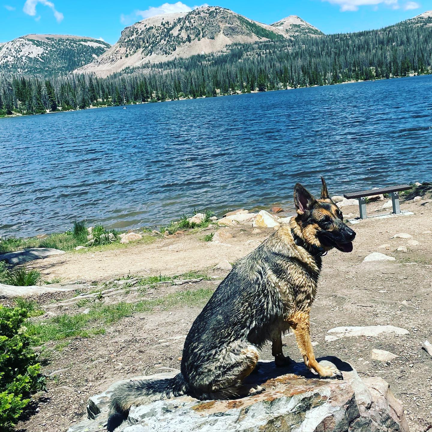 This week we had the pleasure of hosting our friends from @dog_training_elite_satx and on their last day in town showed Whitley and Malice the Uinta  Mountains! We love training for all the great adventure in the mountain west! 
