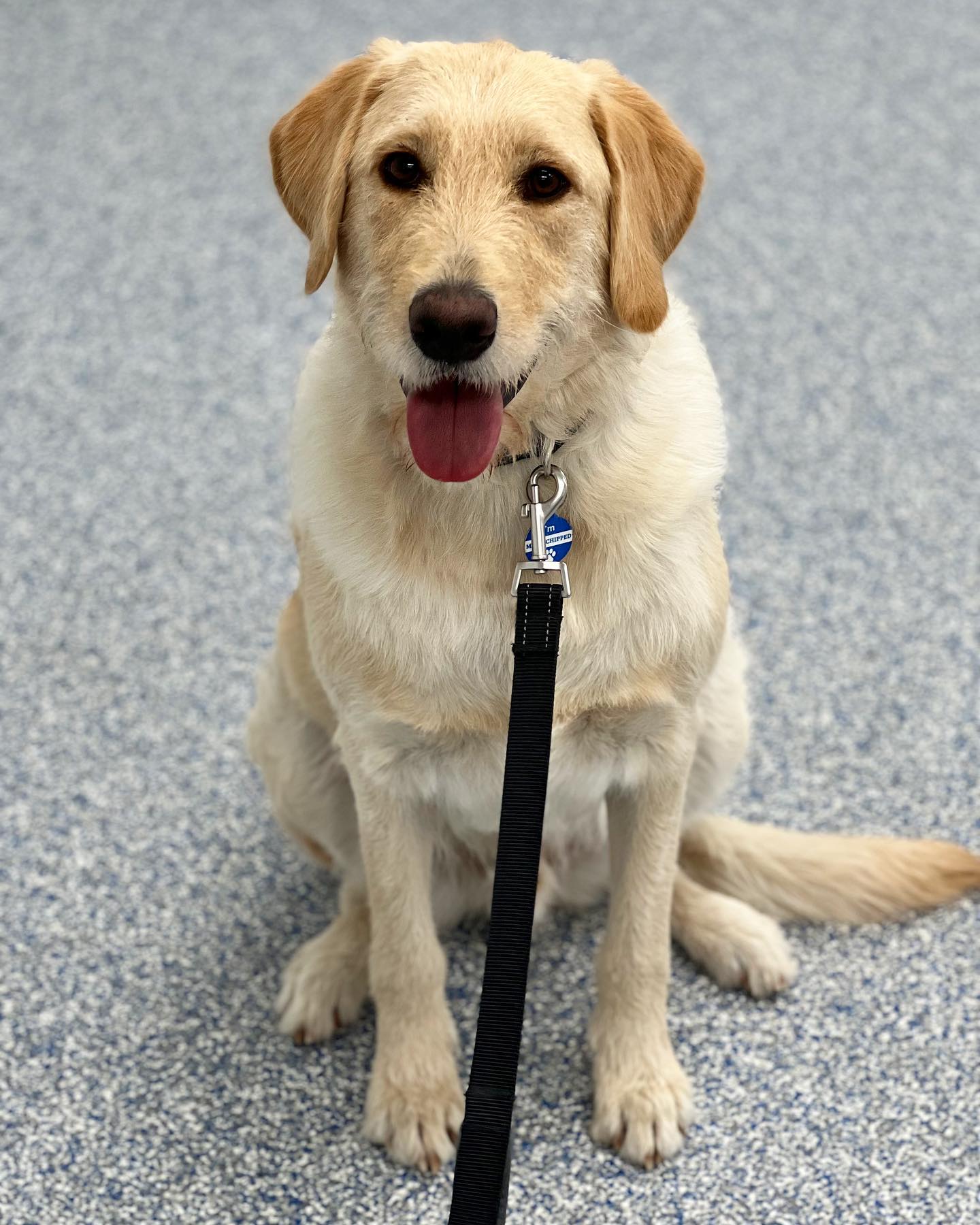 This is Jax and he is with us for 2 weeks doing the Elite Training Camp! He is doing amazing! 🐾
.
.
🐾🐾🐾

