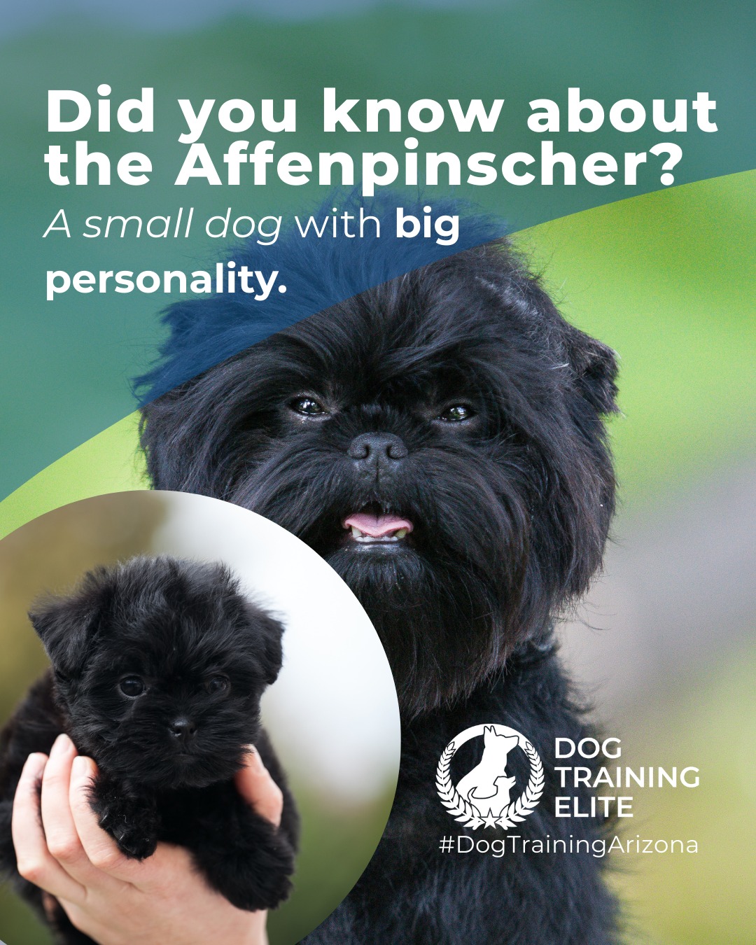 ffenpinschers are fearless little explorers with a strong prey drive. Early socialization and structured training help channel their energy into positive behaviors. Mental games and interactive play keep them engaged and confident.

🐾 From basic obedience to advanced service dog training, Dog Training Elite Arizona helps dogs near Phoenix build better behavior and stronger bonds this season. 🐾
 📍 Phoenix - https://maps.app.goo.gl/YM3gnzaFHsvd5sfN8 
Gilbert - https://maps.app.goo.gl/SBSyPCWqNkwPJkop6
West Valley - https://maps.app.goo.gl/vCnmWwR7NquE3dZMA


