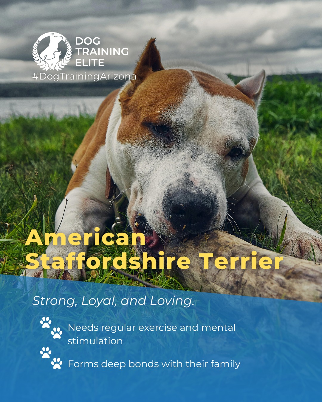The American Staffordshire Terrier is a confident, energetic dog with a strong drive for play and companionship. With proper training and socialization, they become loyal, trustworthy, and well-mannered family members.

Fun Fact: Despite their muscular build, AmStaffs are known for their gentle and loving nature with those they trust.

Dog Training Elite Arizona can help you guide your AmStaff into becoming a confident, obedient, and happy companion. 

🐾 Make better behavior your first win of the year. Book your free in-home evaluation and see why Phoenix and Mesa dog owners choose Dog Training Elite for real, lasting results.
 📍 Phoenix - https://maps.app.goo.gl/YM3gnzaFHsvd5sfN8 
Gilbert - https://maps.app.goo.gl/SBSyPCWqNkwPJkop6 
Scottsdale - https://maps.app.goo.gl/4zRvDfmio9XuMyYH9 
West Valley - https://maps.app.goo.gl/vCnmWwR7NquE3dZMA



