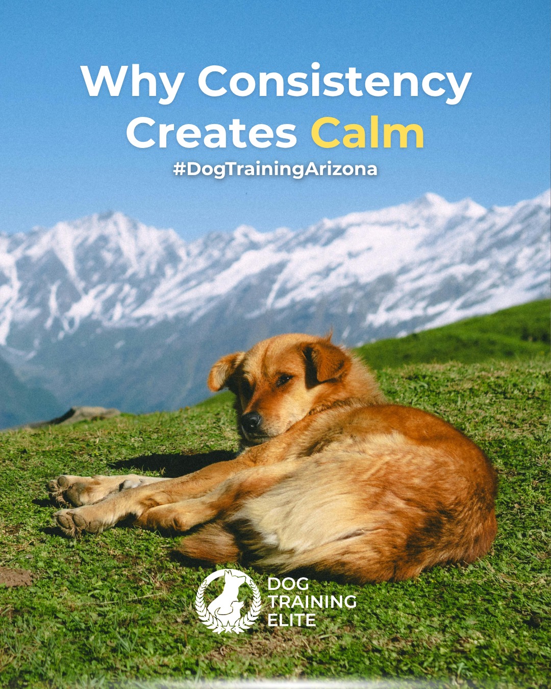 Dogs thrive on structure. When your expectations, commands, and routines stay consistent, your dog feels secure and confident because they have a better understanding of what you want. 

At Dog Training Elite Arizona, we teach owners across Phoenix, Mesa, Scottsdale, Glendale and Surprise how to communicate clearly and build consistency through our training programs.

 Consistency doesn’t just shape behavior, it builds trust, reliability, and lasting obedience.

🐾💛From basic obedience to advanced service dog training, Dog Training Elite Arizona helps dogs near Westworld of Scottsdale build better behavior and stronger bonds this fall. 🐾
 


