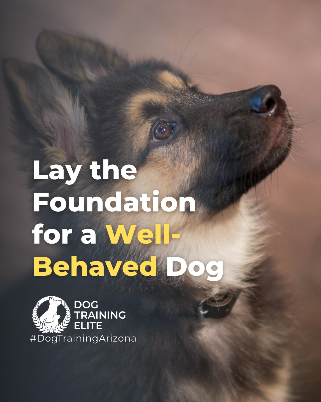 Is your new puppy full of energy, curiosity, and a little chaos? You&rsquo;re not alone. Many well-meaning owners struggle with chewing, barking, accidents, and hyperactivity. The good news is that early, effective training can make all the difference.

✅ Master leash and potty training
✅ Reduce chewing, digging, and stealing
✅ Calm barking, whining, and hyperactivity
✅ Build confidence and communication
✅ Foster a lifelong bond with your puppy

Dog Training Elite Arizona offers expert puppy training programs that guide you step by step, helping you and your puppy succeed together. Start your journey toward a well-behaved, happy companion today.

Warm up your winter with a well-trained pup. Schedule your free in-home evaluation and see why families in Phoenix, Mesa, and surrounding areas trust Dog Training Elite for results that last through every season.
 📍 Phoenix - https://maps.app.goo.gl/YM3gnzaFHsvd5sfN8 
Gilbert - https://maps.app.goo.gl/SBSyPCWqNkwPJkop6 
Scottsdale - https://maps.app.goo.gl/4zRvDfmio9XuMyYH9 
West Valley - https://maps.app.goo.gl/vCnmWwR7NquE3dZMA



