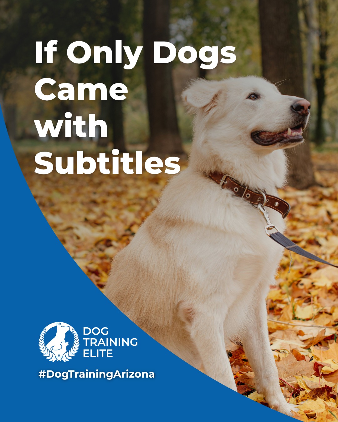 They’re not stubborn. They just don’t speak human. 🐾

If dogs had subtitles, training wouldn’t be necessary. Until then, we help you and your dog understand each other.

Dog Training Elite Arizona offers service dog, therapy dog, puppy, and advanced obedience training, all led by experienced local trainers.

 Let’s start speaking the same language today!

🎯 From basic obedience to advanced service dog training, Dog Training Elite Arizona helps dogs near Westworld of Scottsdale build better behavior and stronger bonds this fall. 🐾



