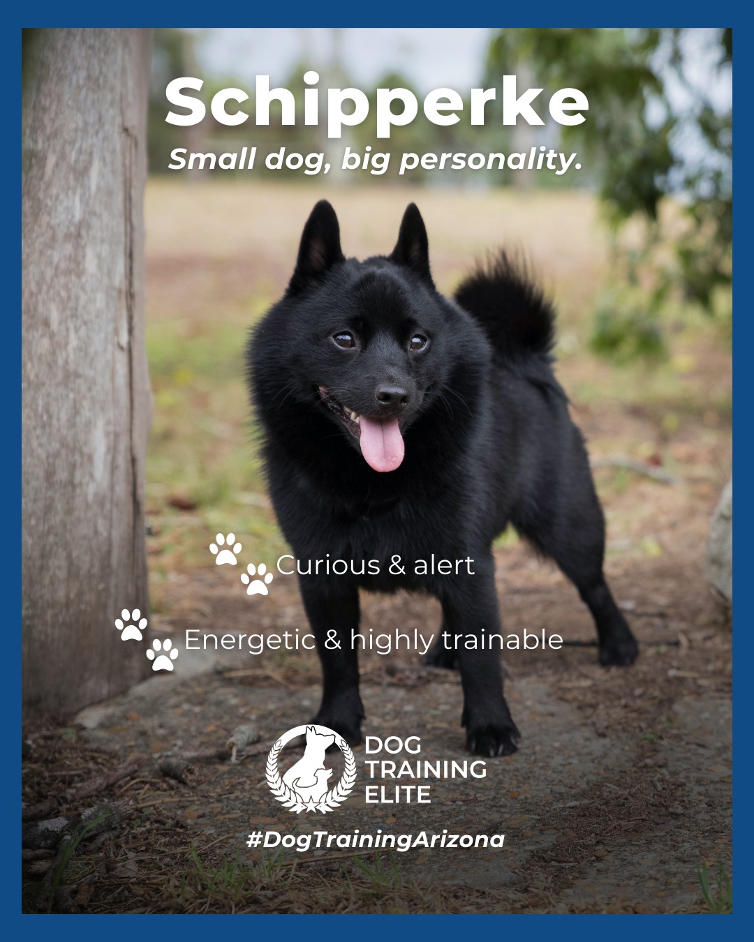 If you&rsquo;re looking for a dog with curiosity, energy, and smarts to spare, the Schipperke is a perfect match. This little black dynamo thrives when given mental stimulation, consistent guidance, and clear communication.

Training tip: Schipperkes excel when obedience exercises are combined with fun games that challenge their mind, it keeps them focused, confident, and happily engaged.

🐾 Make better behavior your first win of the year. Book your free in-home evaluation and see why Phoenix and Mesa dog owners choose Dog Training Elite for real, lasting results.
 📍 Phoenix - https://maps.app.goo.gl/YM3gnzaFHsvd5sfN8 
Gilbert - https://maps.app.goo.gl/SBSyPCWqNkwPJkop6 
West Valley - https://maps.app.goo.gl/vCnmWwR7NquE3dZMA


