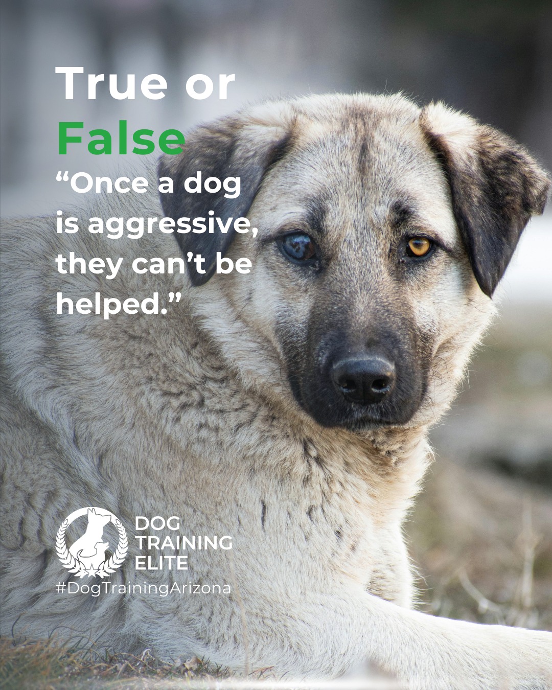 Aggression is a challenge. Not a dead end.

With patience, structure, and professional guidance, many dogs can learn to manage their behaviors. Our specialized programs at Dog Training Elite Arizona are built to restore trust, confidence, and peace at home. 💙

Make better behavior your first win of the year. Book your free in-home evaluation and see why Phoenix and Mesa dog owners choose Dog Training Elite for real, lasting results.
 📍 Phoenix - https://maps.app.goo.gl/YM3gnzaFHsvd5sfN8 
Gilbert - https://maps.app.goo.gl/SBSyPCWqNkwPJkop6 
West Valley - https://maps.app.goo.gl/vCnmWwR7NquE3dZMA



