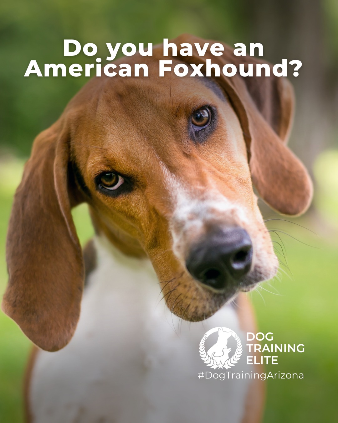 The American Foxhound is an energetic, smart and scent-driven breed that loves adventure, social interaction and tracking/exploring scents. Proper training helps channel their high prey drive into productive activities while teaching focus and calm behavior at home.

🐾 Make better behavior your first win of the year. Book your free in-home evaluation and see why Phoenix and Mesa dog owners choose Dog Training Elite for real, lasting results.
 📍 Phoenix - https://maps.app.goo.gl/YM3gnzaFHsvd5sfN8 
Gilbert - https://maps.app.goo.gl/SBSyPCWqNkwPJkop6 
West Valley - https://maps.app.goo.gl/vCnmWwR7NquE3dZMA


