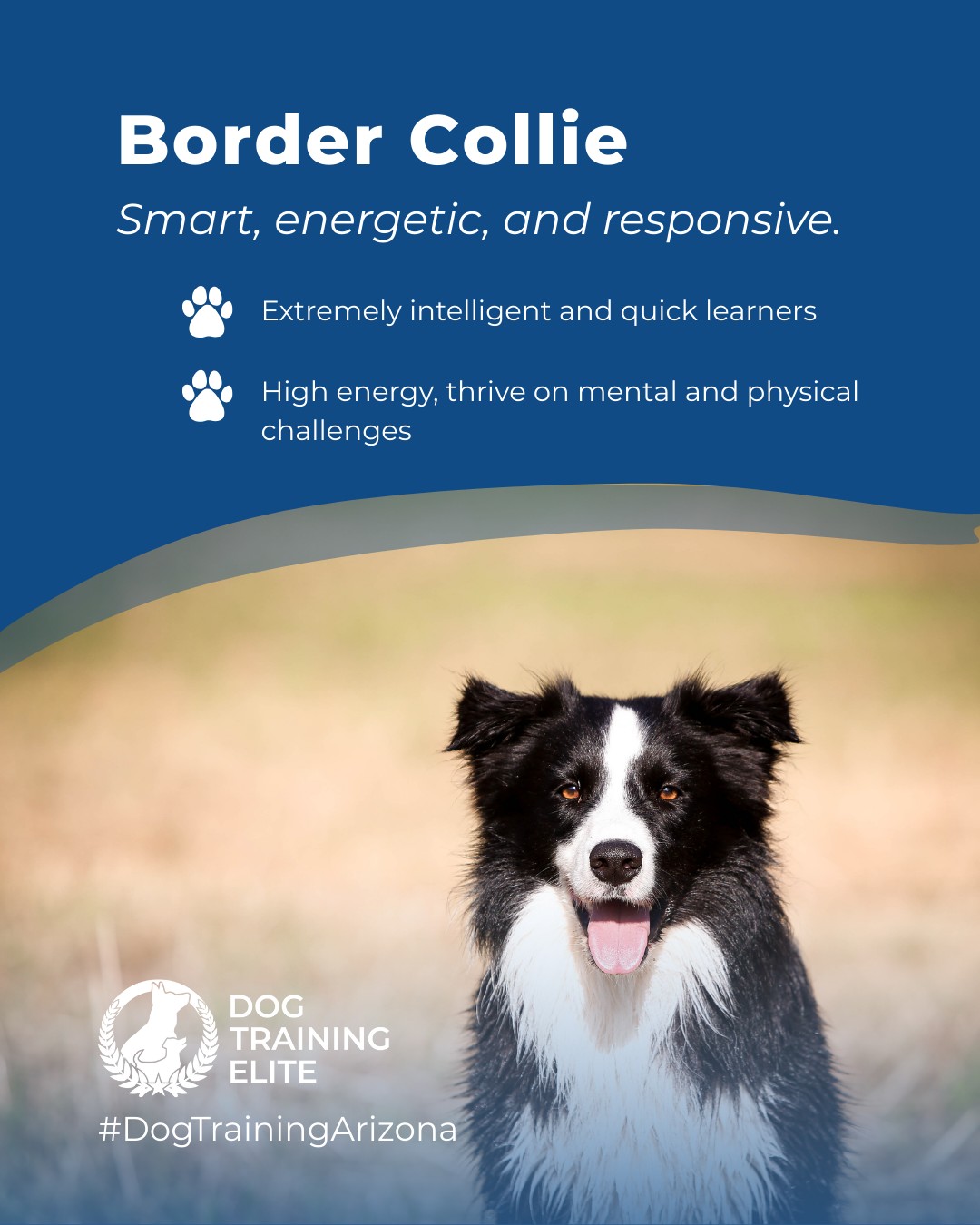 🐕 Breed of the Week: Border Collie

Border Collies are brilliant, energetic, and highly responsive—making them ideal for specialized service work and advanced training programs. Their drive and focus mean they excel at learning tasks quickly and staying attentive in any situation.

Our training methods help Border Collies reach their full potential, building confidence, obedience, and strong handler partnerships.

🎯Ready for a happier, calmer pup? 🐾 Schedule your free in-home evaluation and see why neighbors across Phoenix, Mesa, and Scottsdale count on Dog Training Elite.


