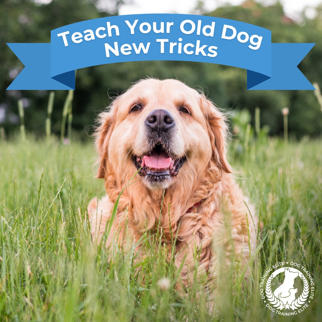 Think your old dog can't learn new tricks? Think again! 🐕✨

At Dog Training Elite of the NC Triangle, we believe every dog can improve, no matter their age. Training your senior pup can help:

Keep their mind sharp
Reverse unwanted habits
Soothe an aching, aging body
Provide new fun and enrichment

With the proper guidance, your dog will continue to grow, learn, and enjoy every stage of their life.

Ready to get started? Contact Dog Training Elite of the NC Triangle today for a free evaluation with one of our expert trainers! 🐾❤️

