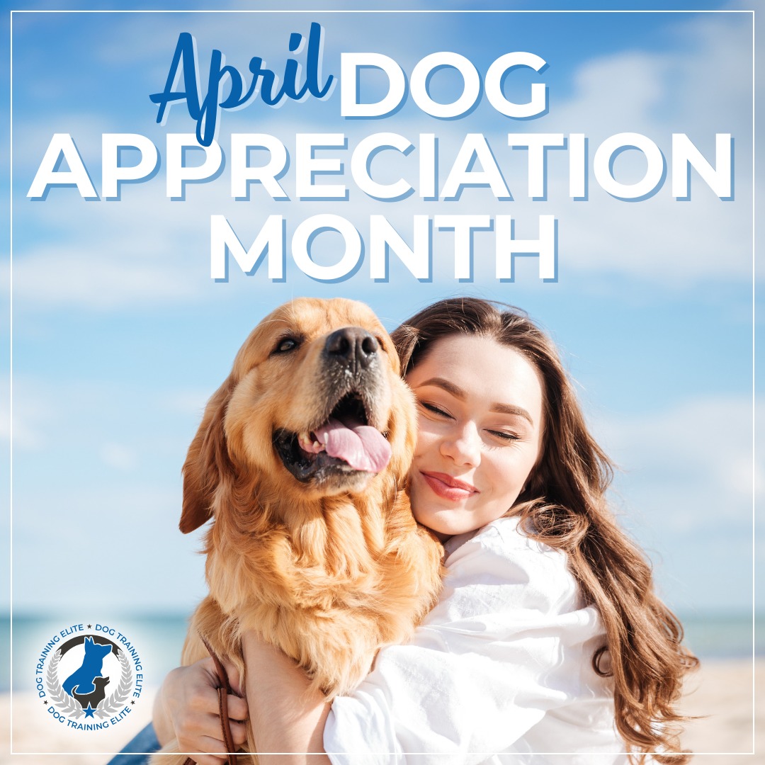 April is Dog Appreciation Month!

Our loyal companions deserve all the love this month (and every month)!

Celebrate your pup by strengthening your bond through training! At Dog Training Elite of the NC Triangle, we help dogs and owners build trust, confidence, and obedience—because any pup can become elite. 🏆


