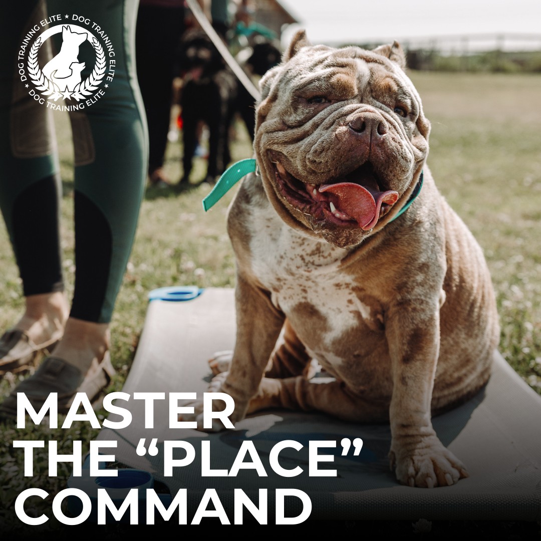 Want a calmer, more obedient dog at home and in public? The place command is a game-changer! This essential command teaches your dog to stay in a designated spot until released. We use this command to improve focus, impulse control, and build stability in distracted environments.

At Dog Training Elite of the NC Triangle, we help dogs master Place and other obedience skills with customized, results-driven training. Ready to level up your pup's manners? Contact us today! 

