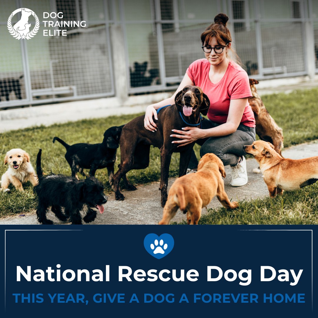 Tomorrow is National Rescue Dog Day—here's how you can celebrate:

🐾 Adopt or Foster - Give a dog a safe, loving home.
🎁 Donate or Volunteer - Support local shelters with supplies or your time.
📸 Share - Post your rescue dog's story to inspire others.

Rescue or not, life's always better with a trained dog. Dog Training Elite of the NC Triangle offers in-home training to help dogs adjust to their new family and build lasting obedience skills.

Contact us today for a free assessment.

