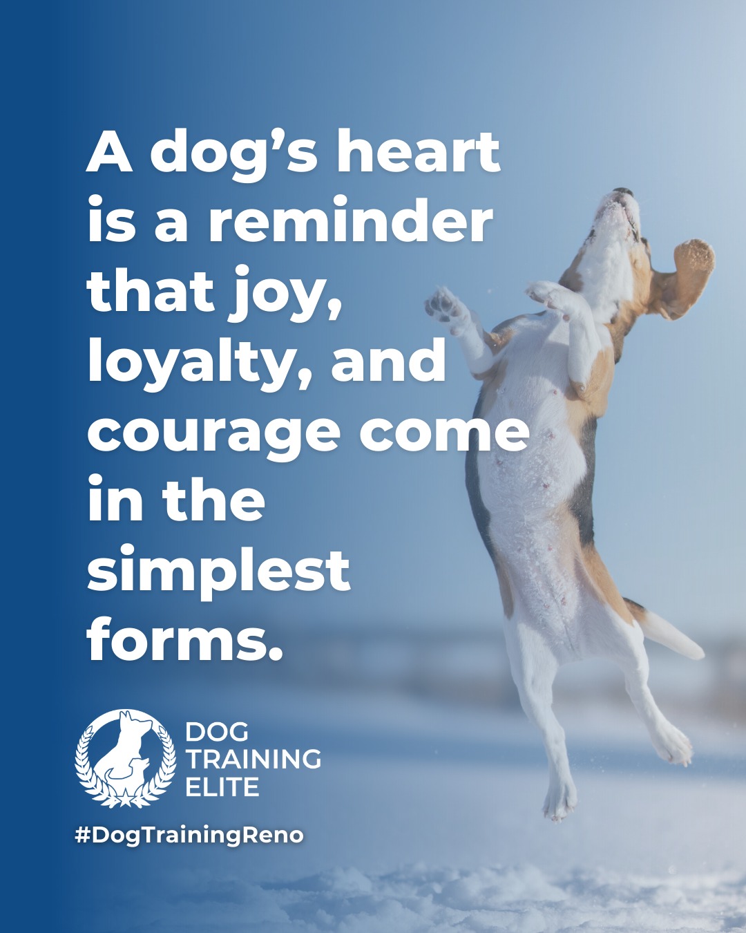 Dogs show us what it means to live fully in the moment. With patience, consistency, and clear guidance, their natural curiosity and loyalty can be shaped into focus, confidence, and cooperation. 

Every wag, nuzzle, and playful leap is a reminder that balanced training isn’t just about commands, it’s about building trust, understanding, and a stronger bond every day. 🐾

🎯 From basic obedience to advanced service dog training, Dog Training Elite Reno helps dogs near Sparks build better behavior and stronger bonds this season. 🐾
 📍 https://maps.app.goo.gl/ZRzGfemQvtXWwd8r7




