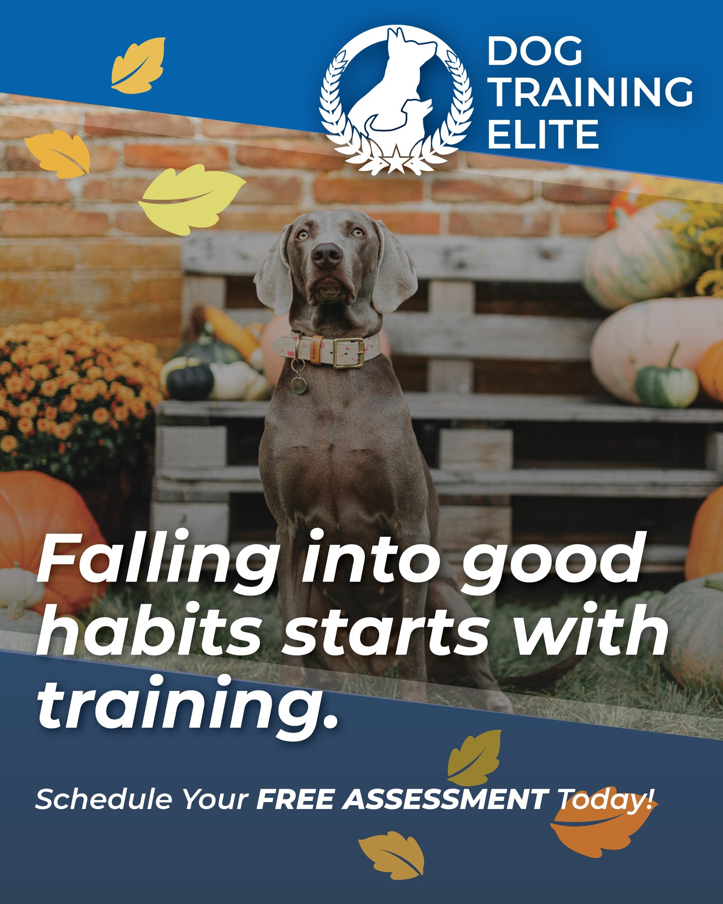 🍂🐾 Autumn leaves and pumpkins make the perfect backdrop for building strong, positive routines with your furry friend. Whether it’s leash manners or recall, now’s the perfect season to fall in love with training that lasts all year long 🐾🍂

Ready to start your dog’s journey to good habits this fall? Let Dog Training Elite Reno help you turn those leaves... and those challenges... into success!

