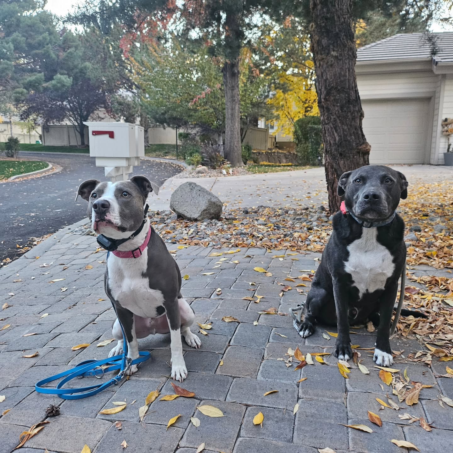 Buster and Leroy.  They both struggle with reactivity and appropriate energy.  If you struggle to trust your dog but want to share the world with them, there is a way.  
