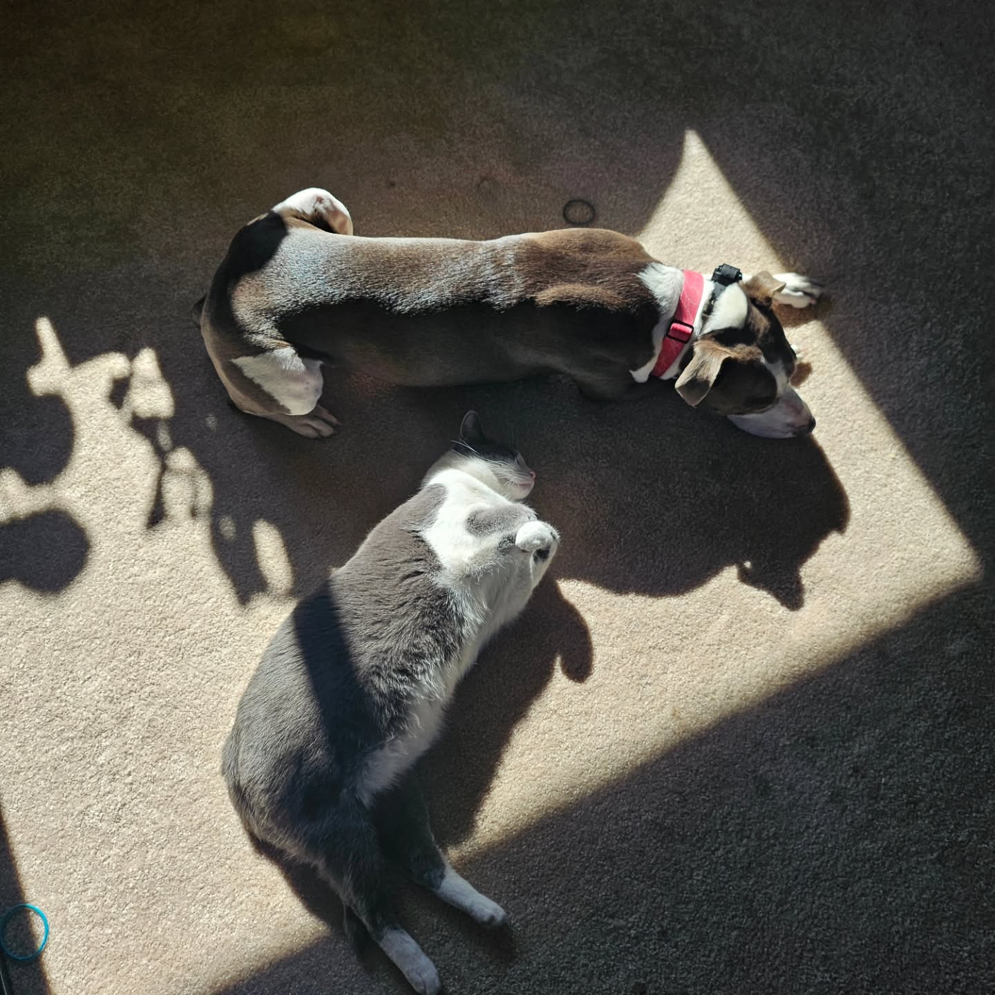 Sharing is caring.😺☀️🐶