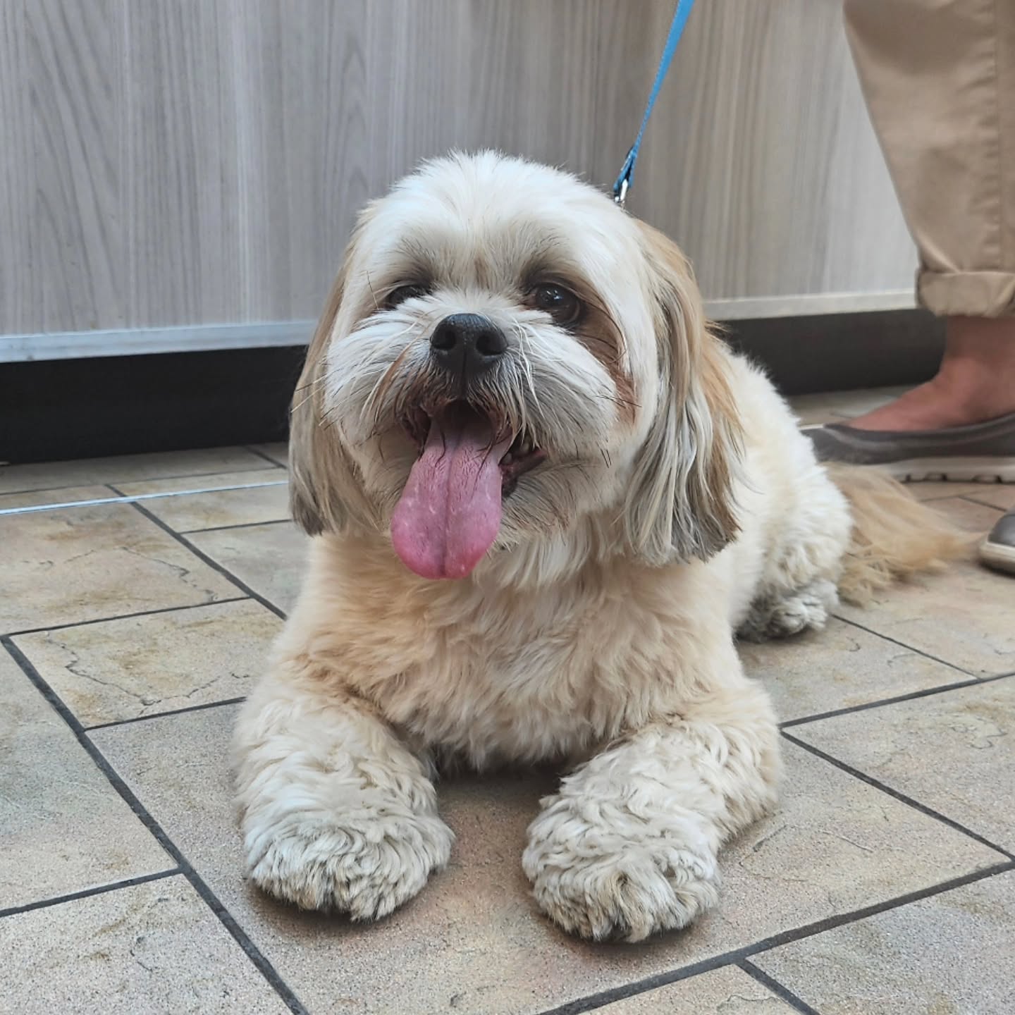 This is Rocco.  He just made his first step to being a Therapy Dog here in town.  He is always ready to accept butt scratches and pets if you happen to see him working.  